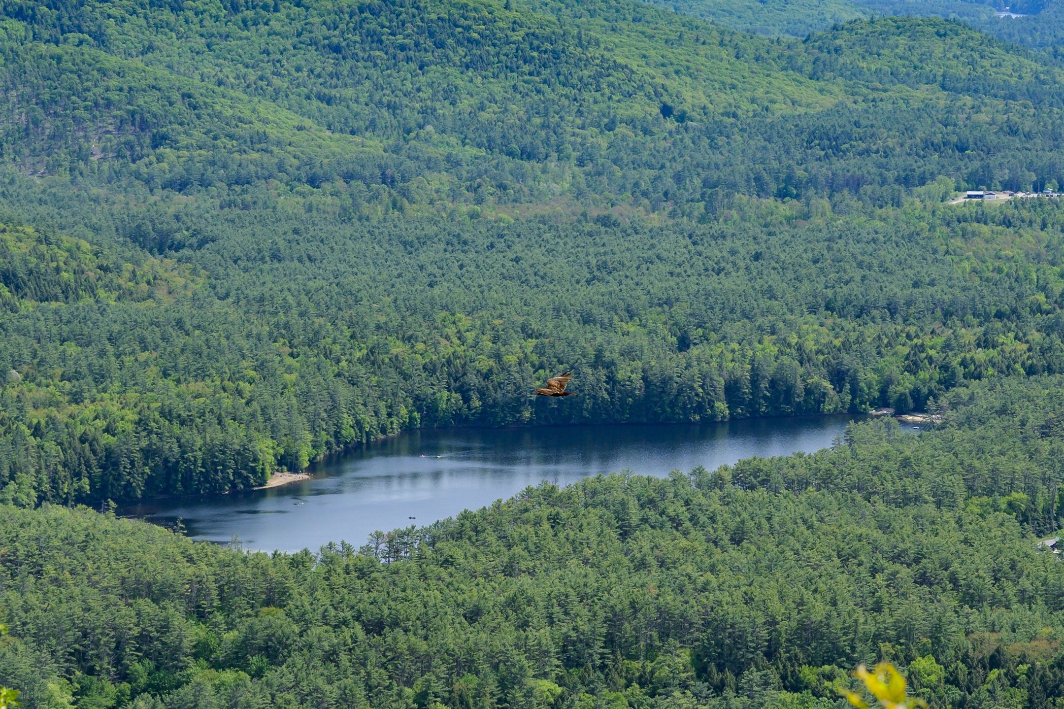 Aerial view of a lush green forest surrounding a small lake with a bird flying over the trees.