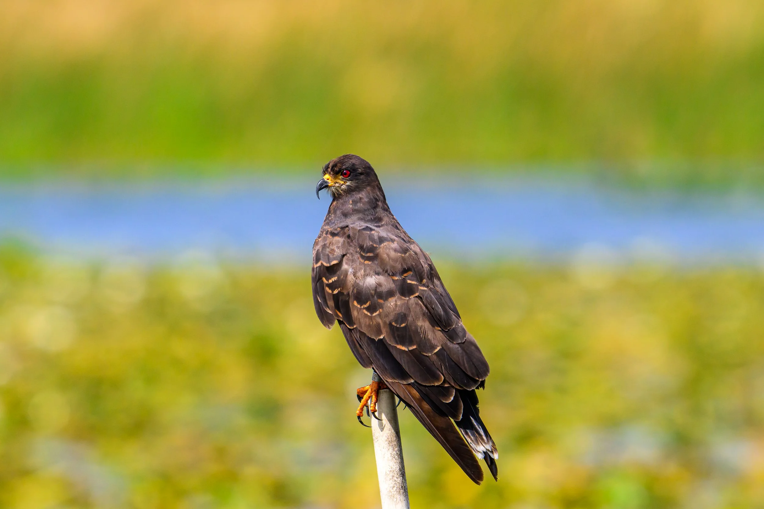 Snail Kite Fine Art Print