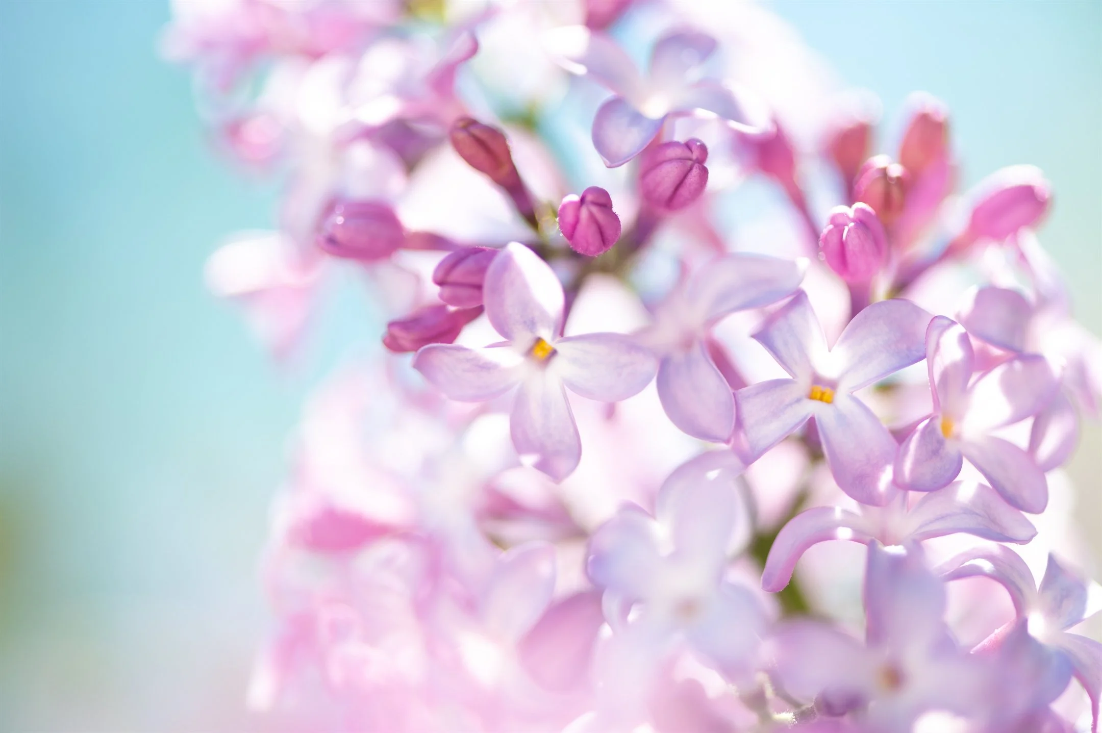 Close-up of pink and purple lilac flowers.