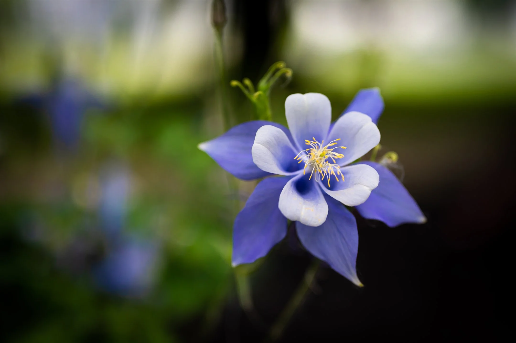 Close-up of a blue columbine flower with a soft-focus green background.