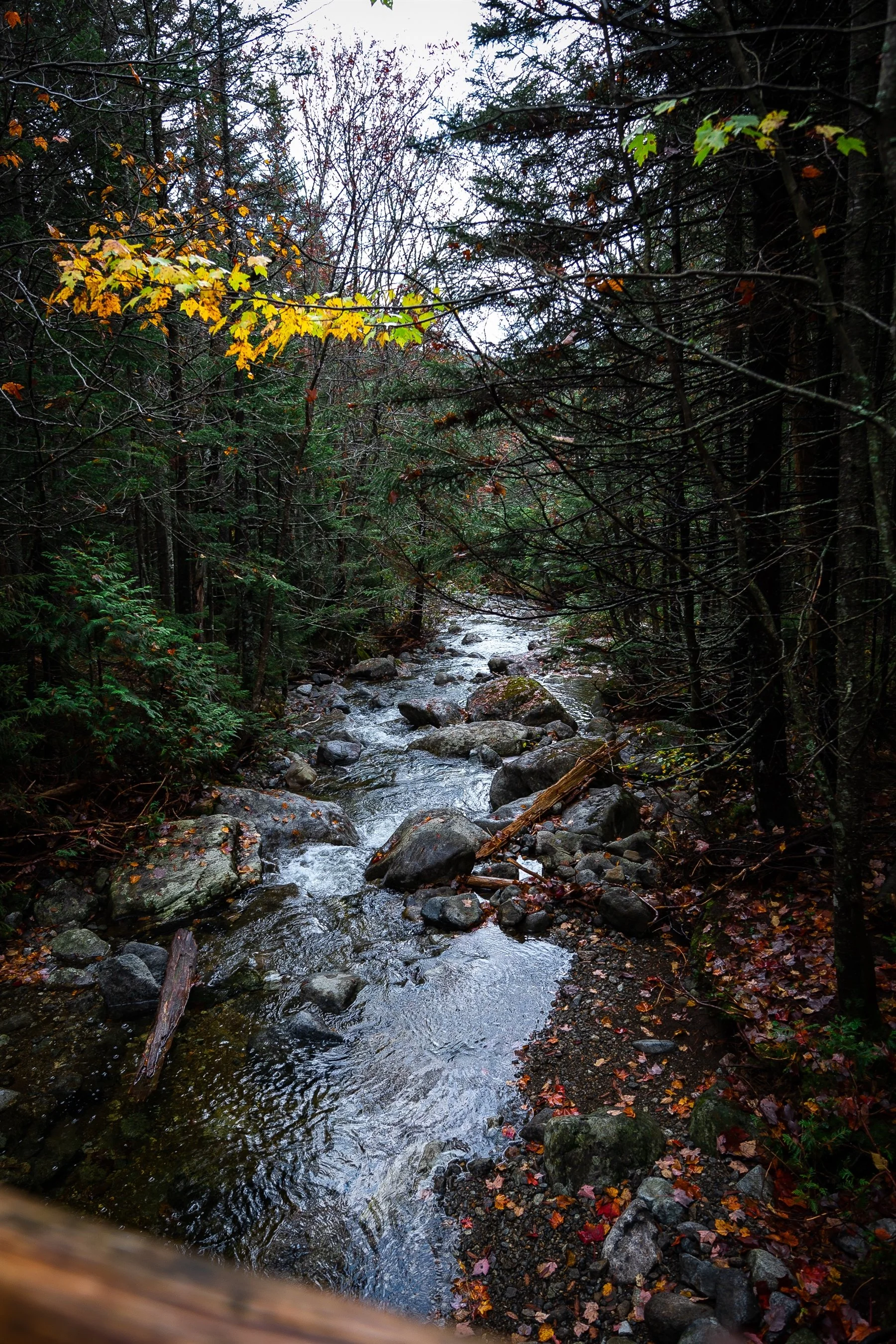 A forest stream with flowing water and autumn foliage.