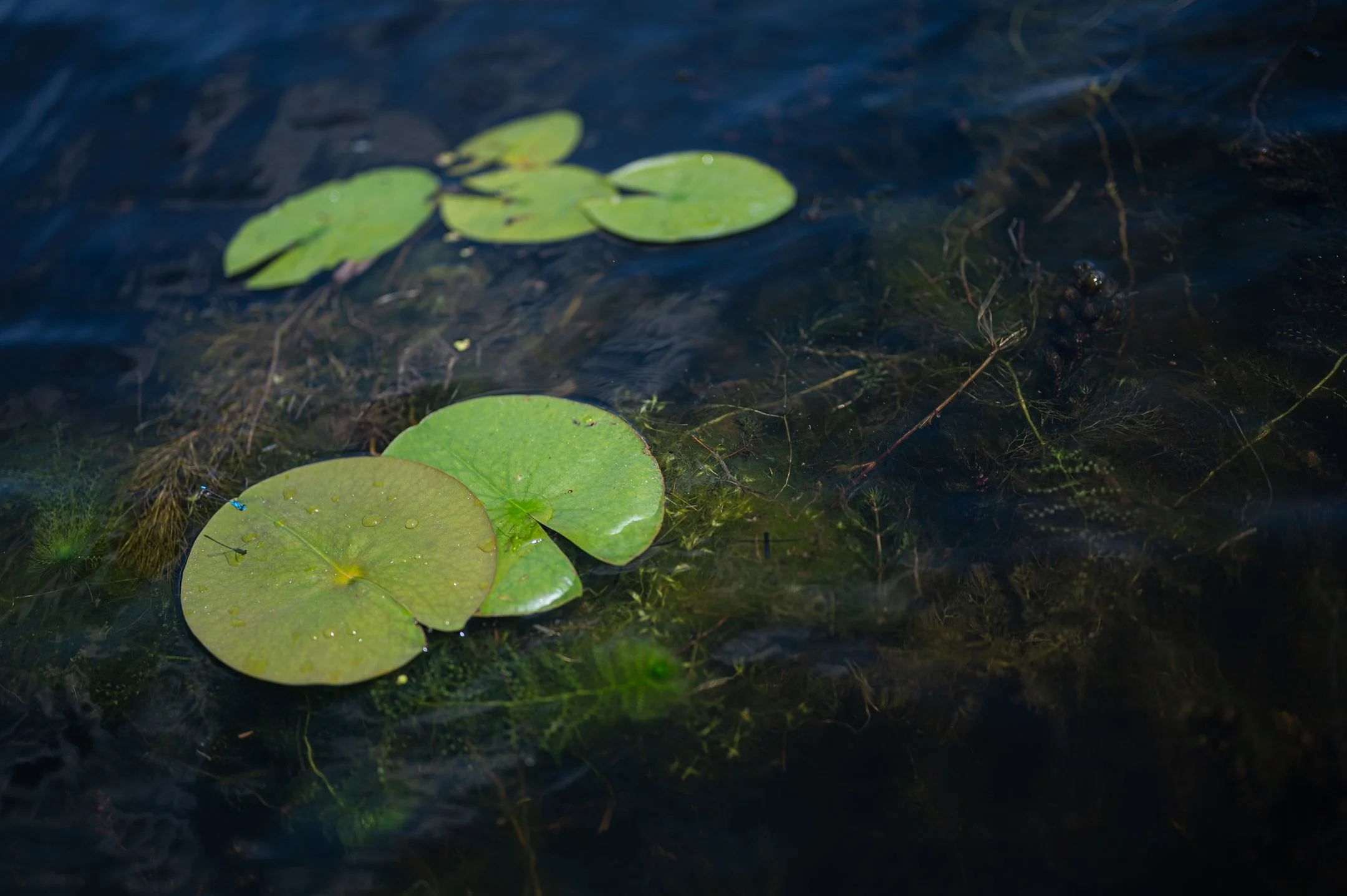 Lily pads floating on water with aquatic plants visible beneath the surface.