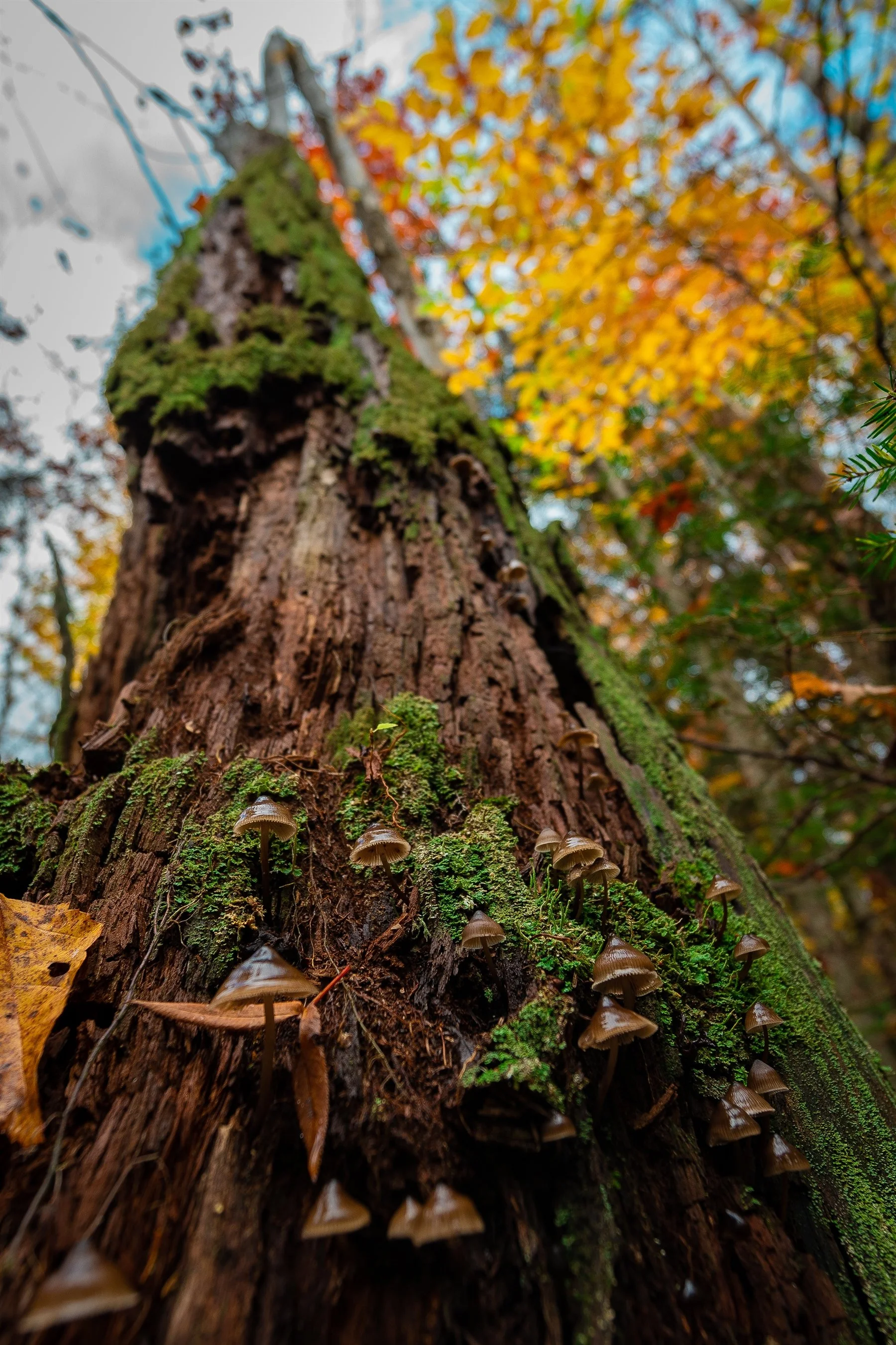 Close-up of a tree stump covered in moss and small mushrooms with autumn foliage in the background.