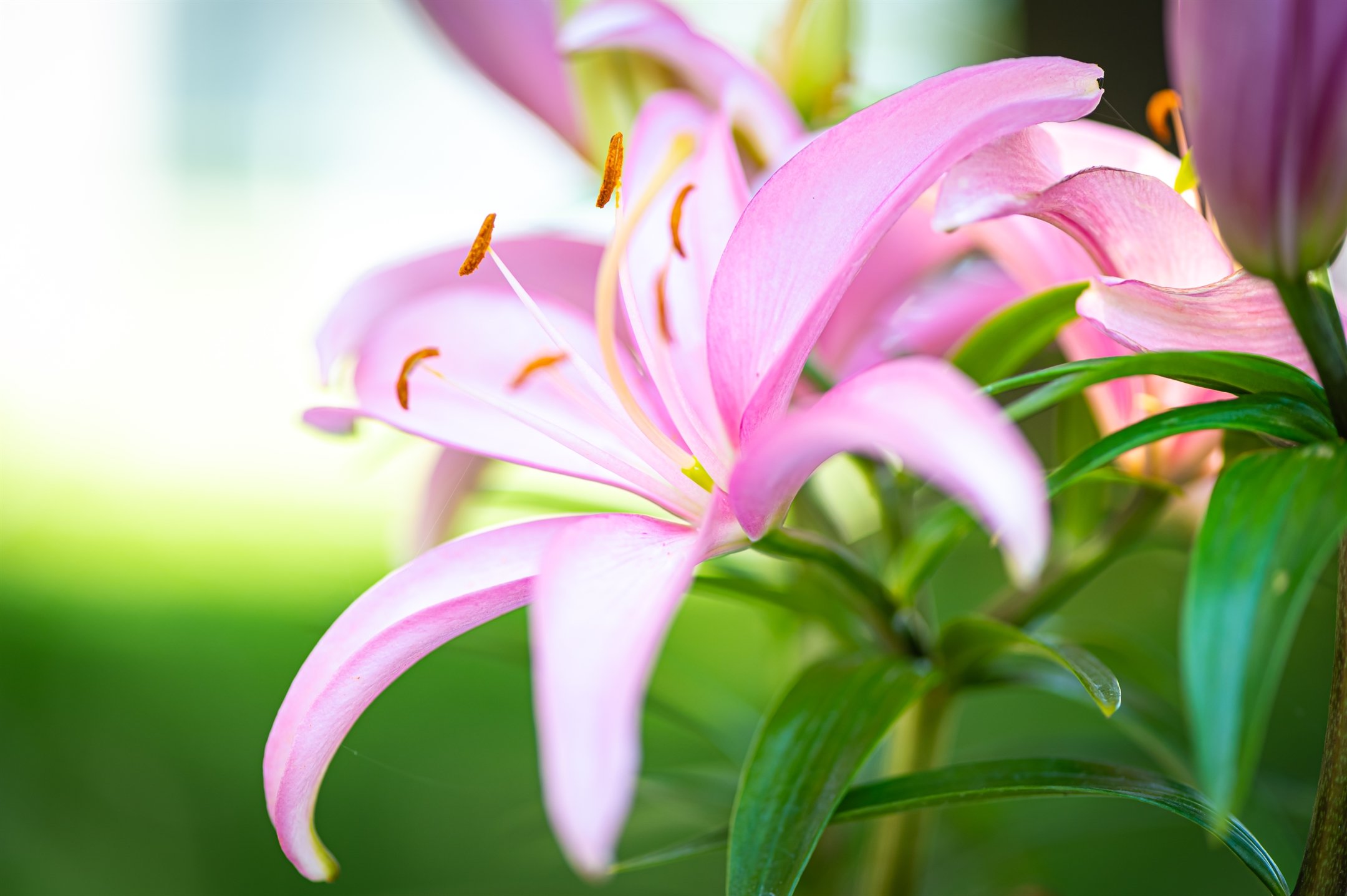 Close-up of pink lilies with green leaves and blurred background