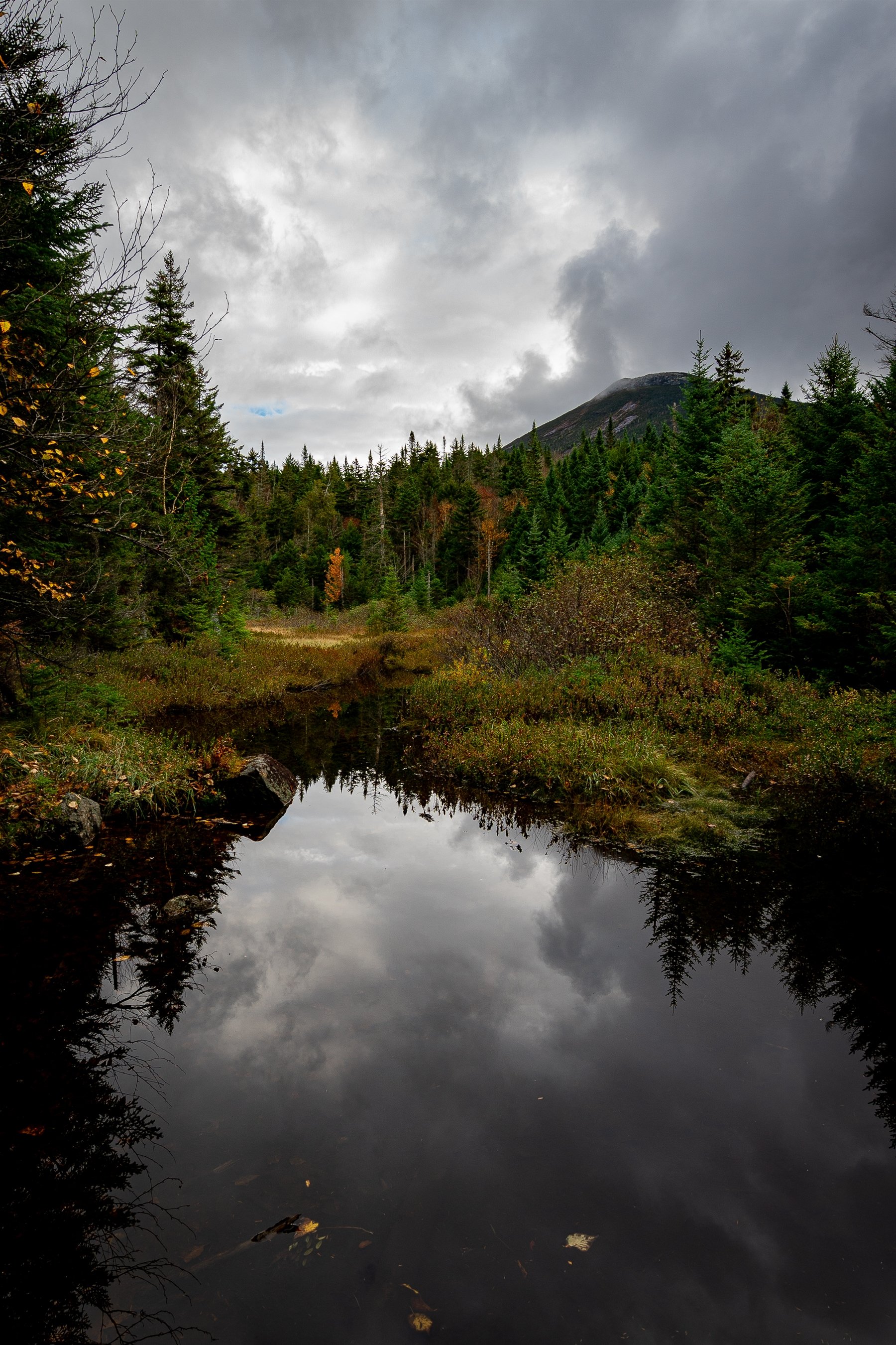 Forest scene with a calm pond reflecting cloudy sky, surrounded by evergreen trees and a distant mountain.