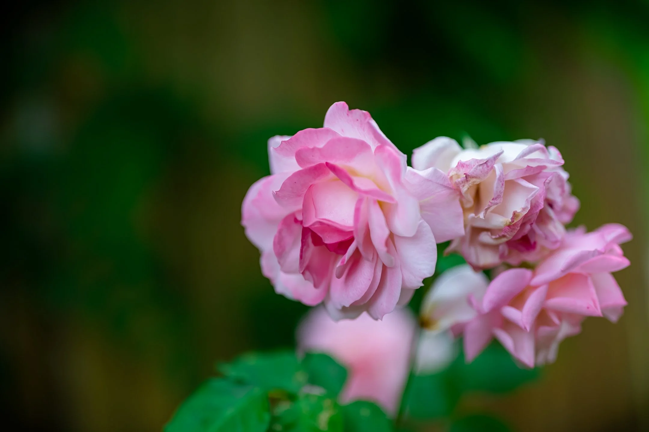 Close-up of pink roses with green leaves against a blurred background.