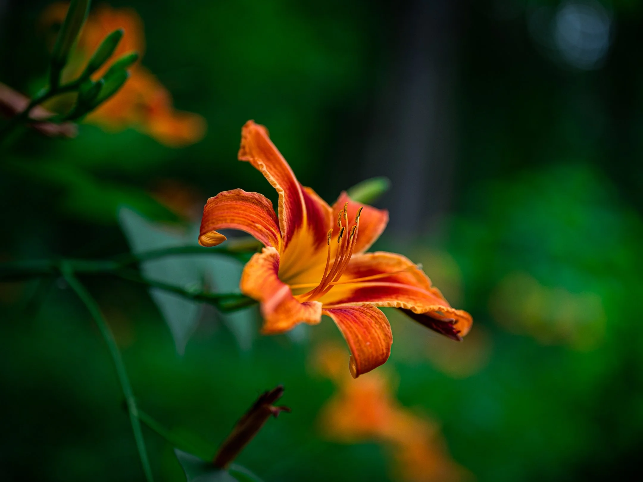 Close-up of an orange daylily with a blurred green background.