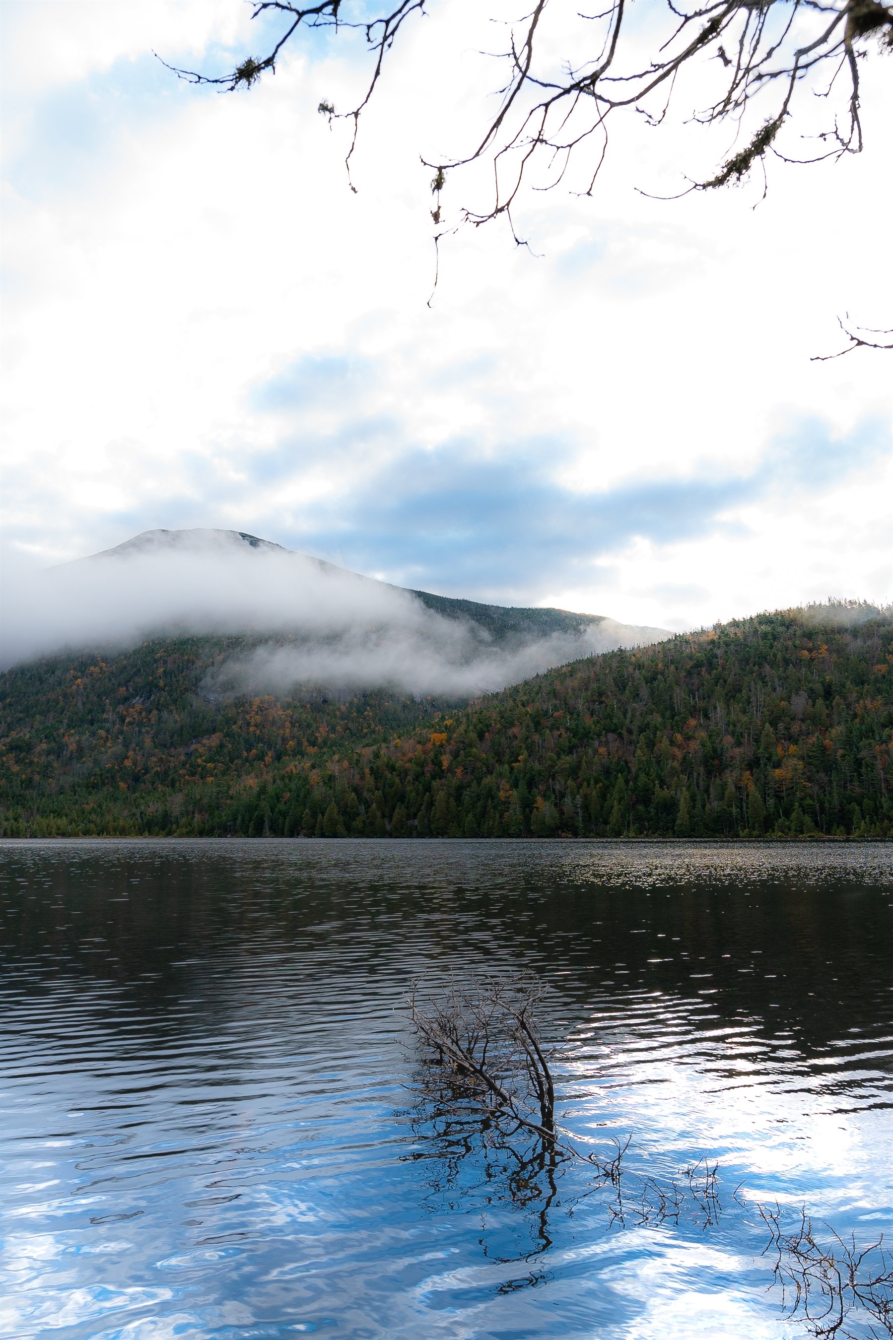 A serene lake with a partially submerged tree branch in the foreground, surrounded by a forested hillside under a cloudy sky. Mist envelops the top of the hill.