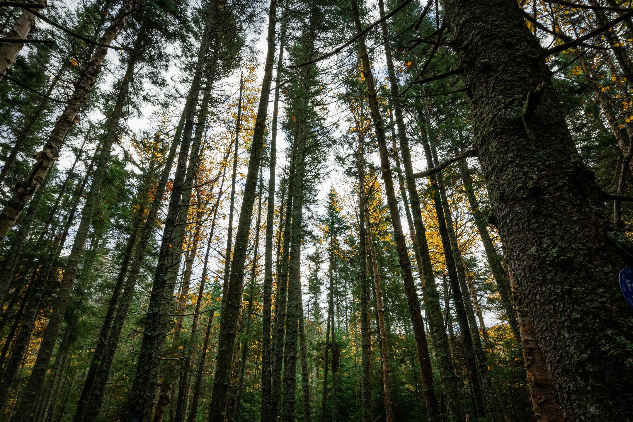Tall trees in a forest with sunlight filtering through leaves