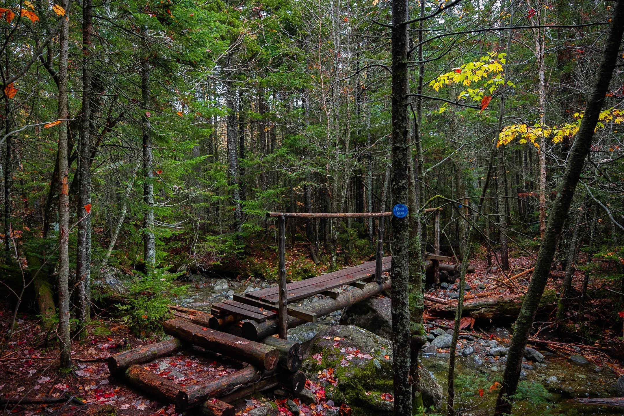 Rustic wooden footbridge in a dense forest with fallen leaves and a small stream beneath.