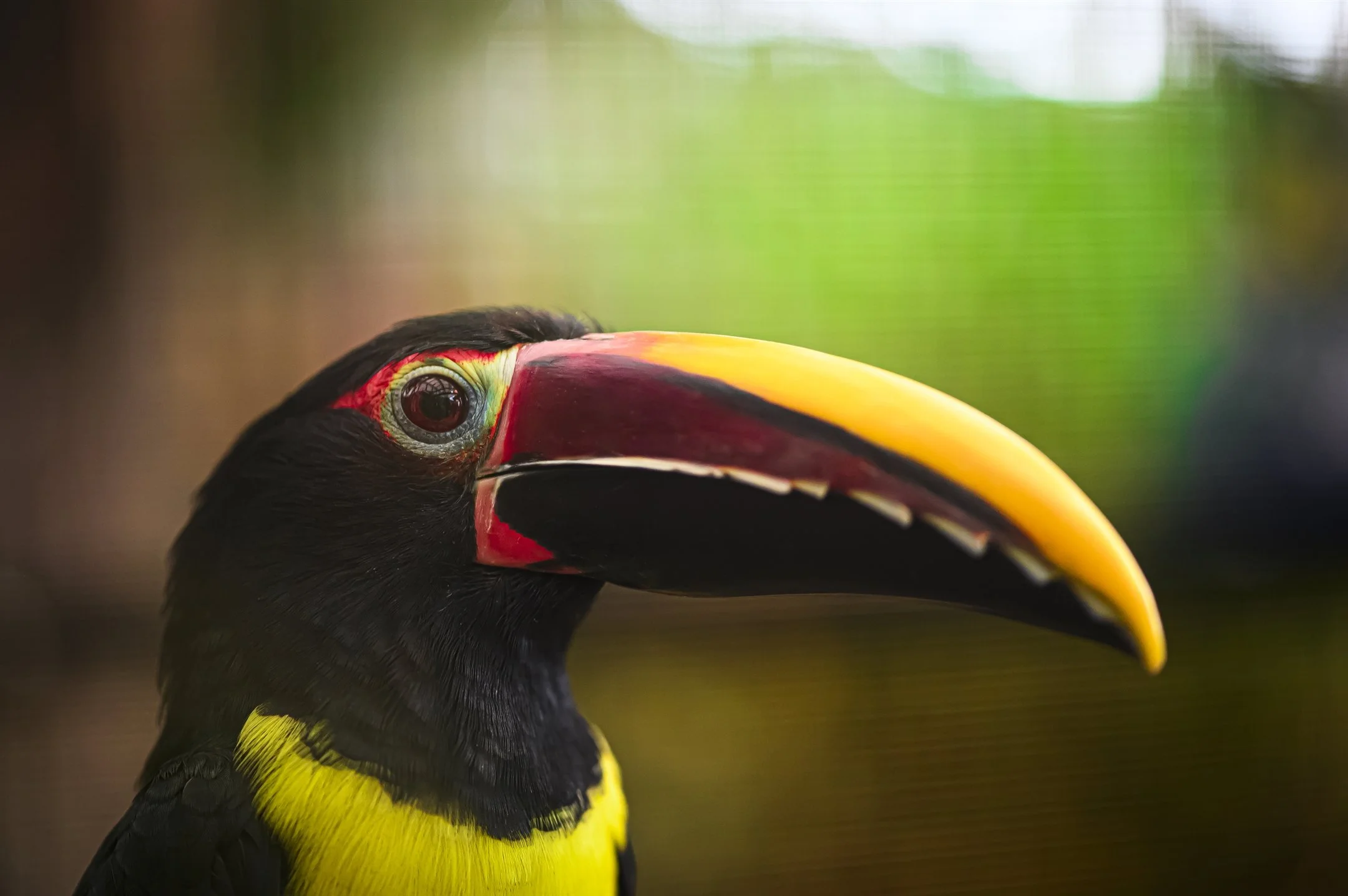 Tucan_2160_1437.jpg