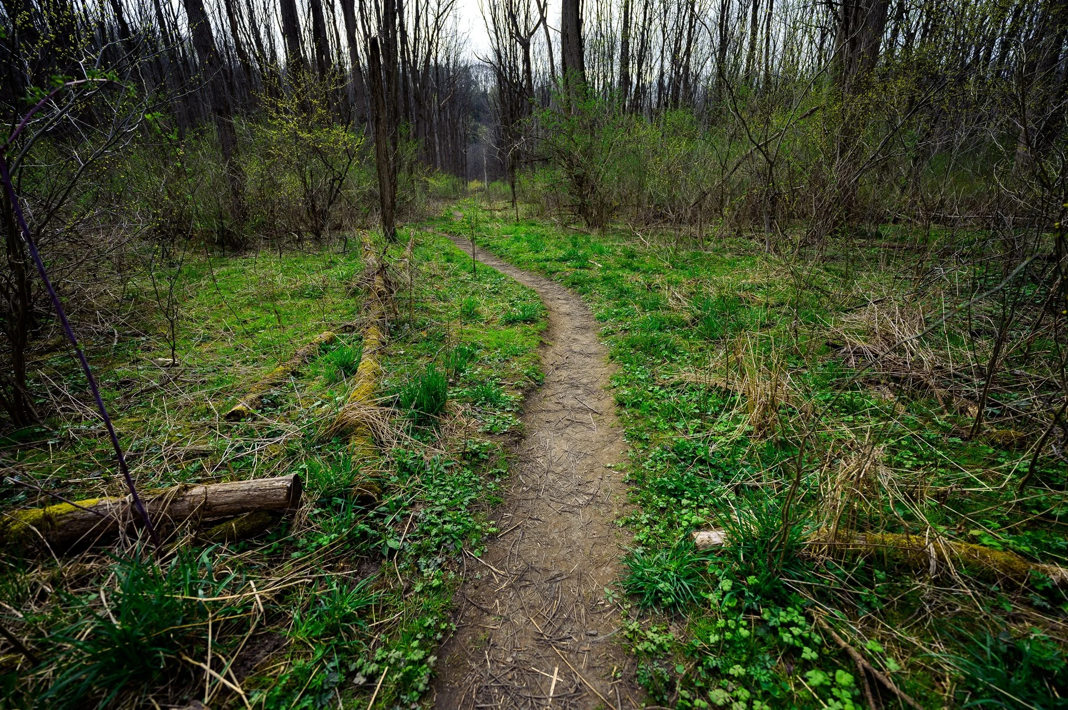 Forest trail surrounded by green foliage and trees in early spring.