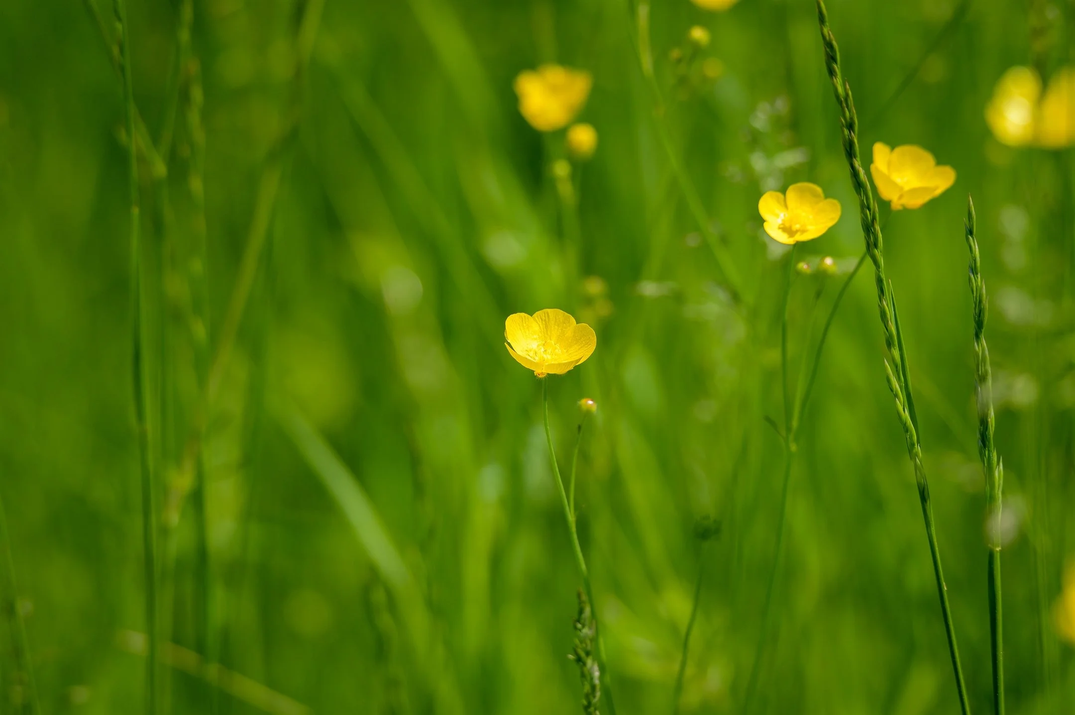 Yellow buttercup flowers in a green field.