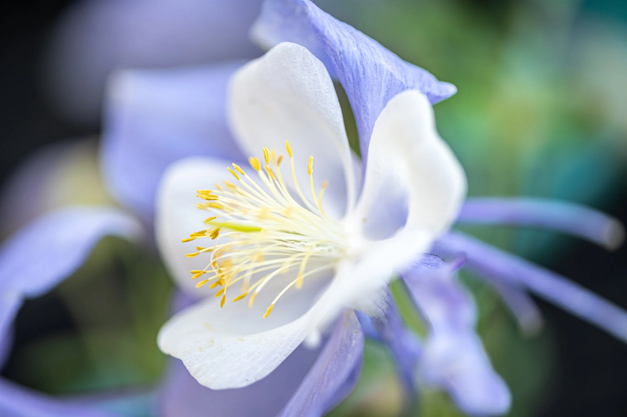 Close-up of a white and purple flower with yellow stamens, set against a blurred green background.