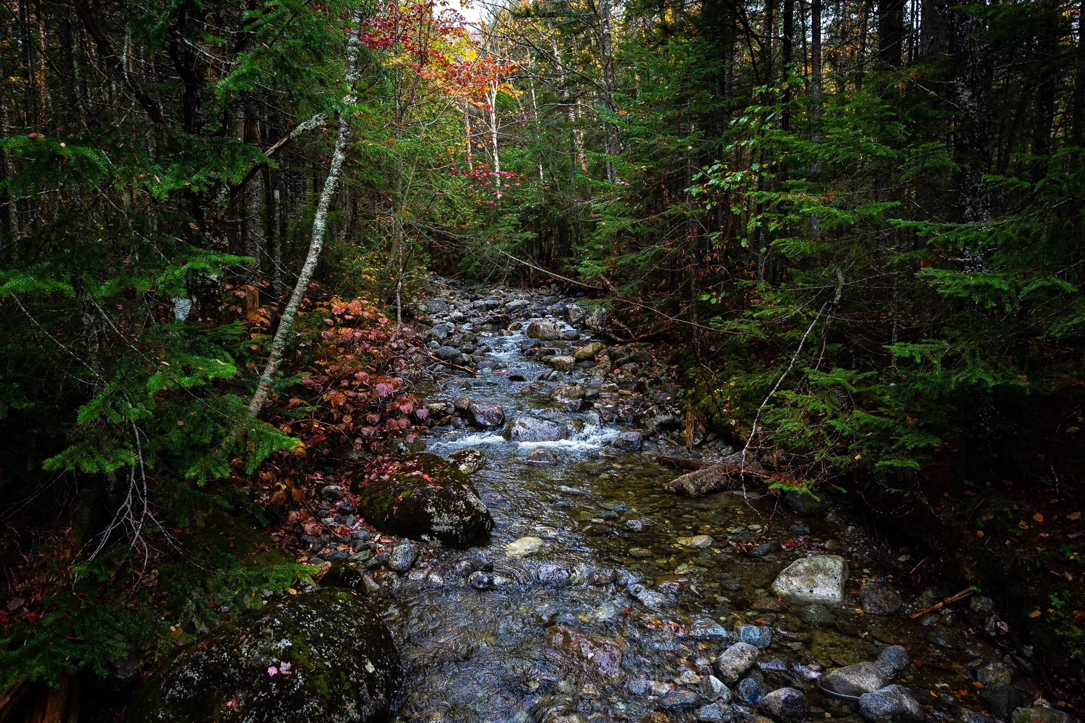 A small, rocky stream flows through a dense forest with green and red foliage.