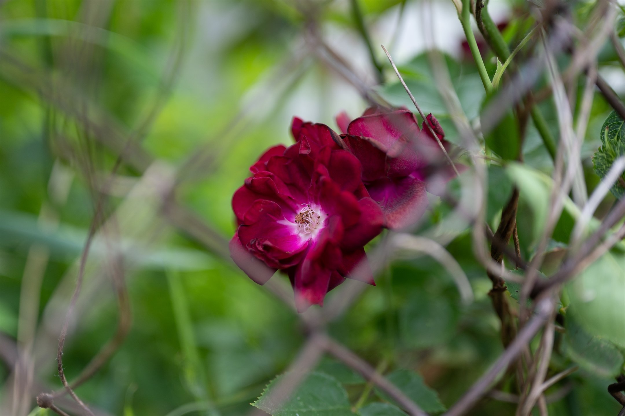 Red rose among green leaves with blurred branches in the foreground.