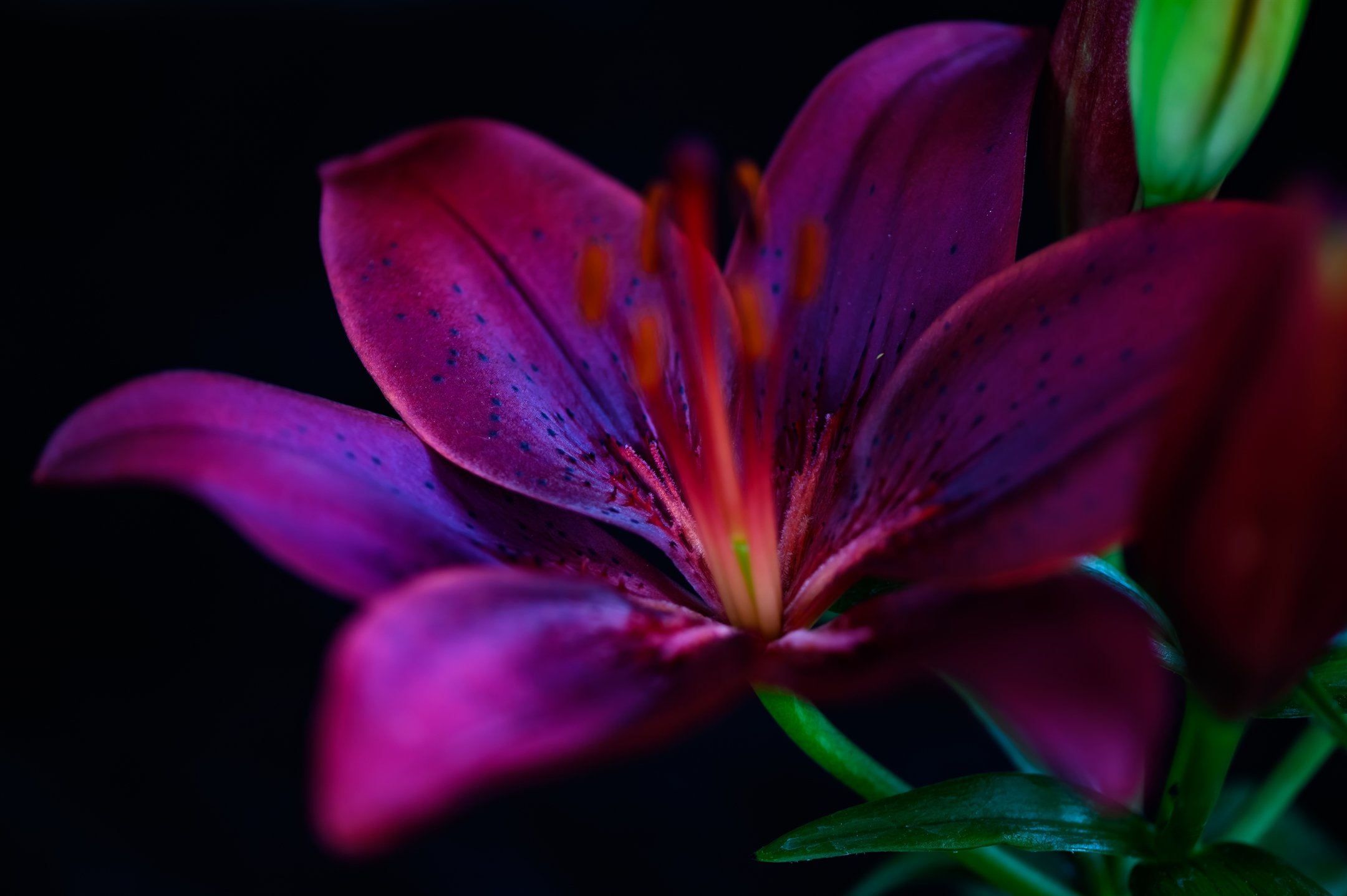 Close-up of a vibrant purple and pink lily flower with dark speckles and visible stamens against a black background.