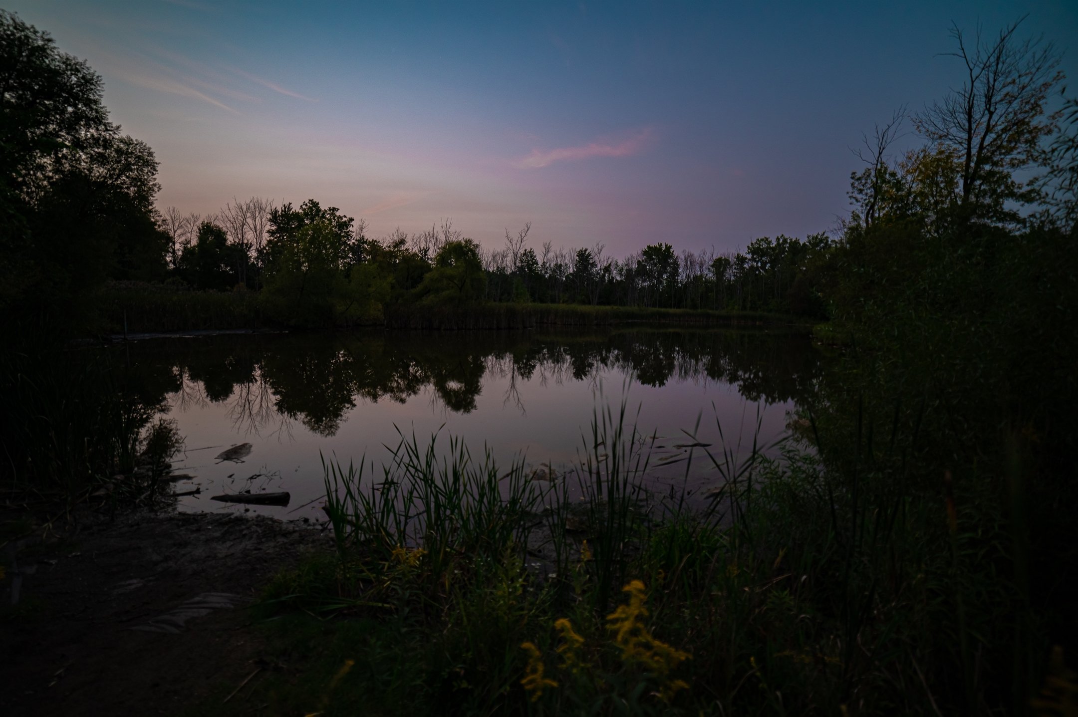 Calm pond at sunset with trees reflecting in the water, surrounded by reeds and vegetation.