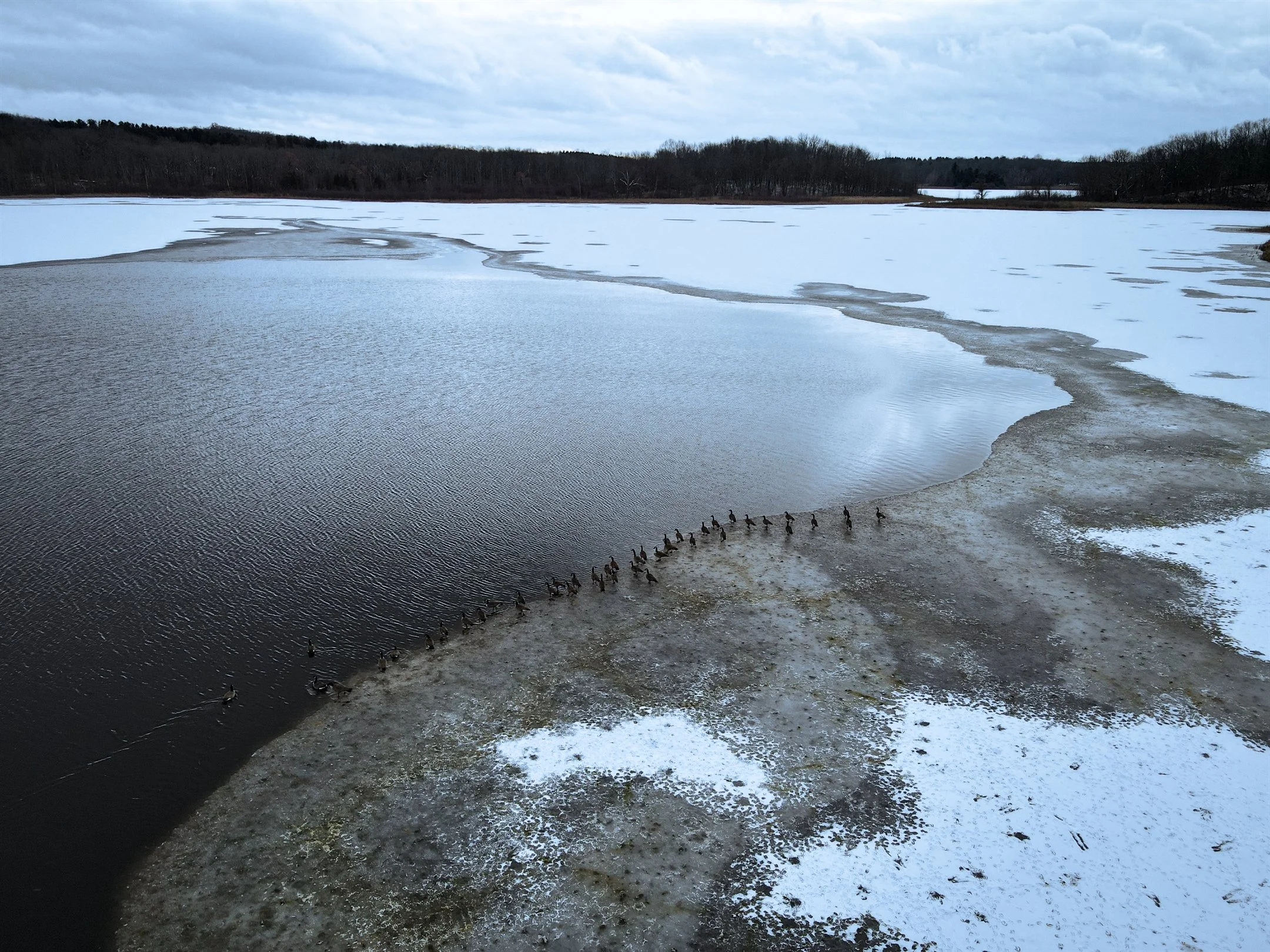 Partially frozen lake with a flock of geese on the shoreline, surrounded by snow and barren trees.
