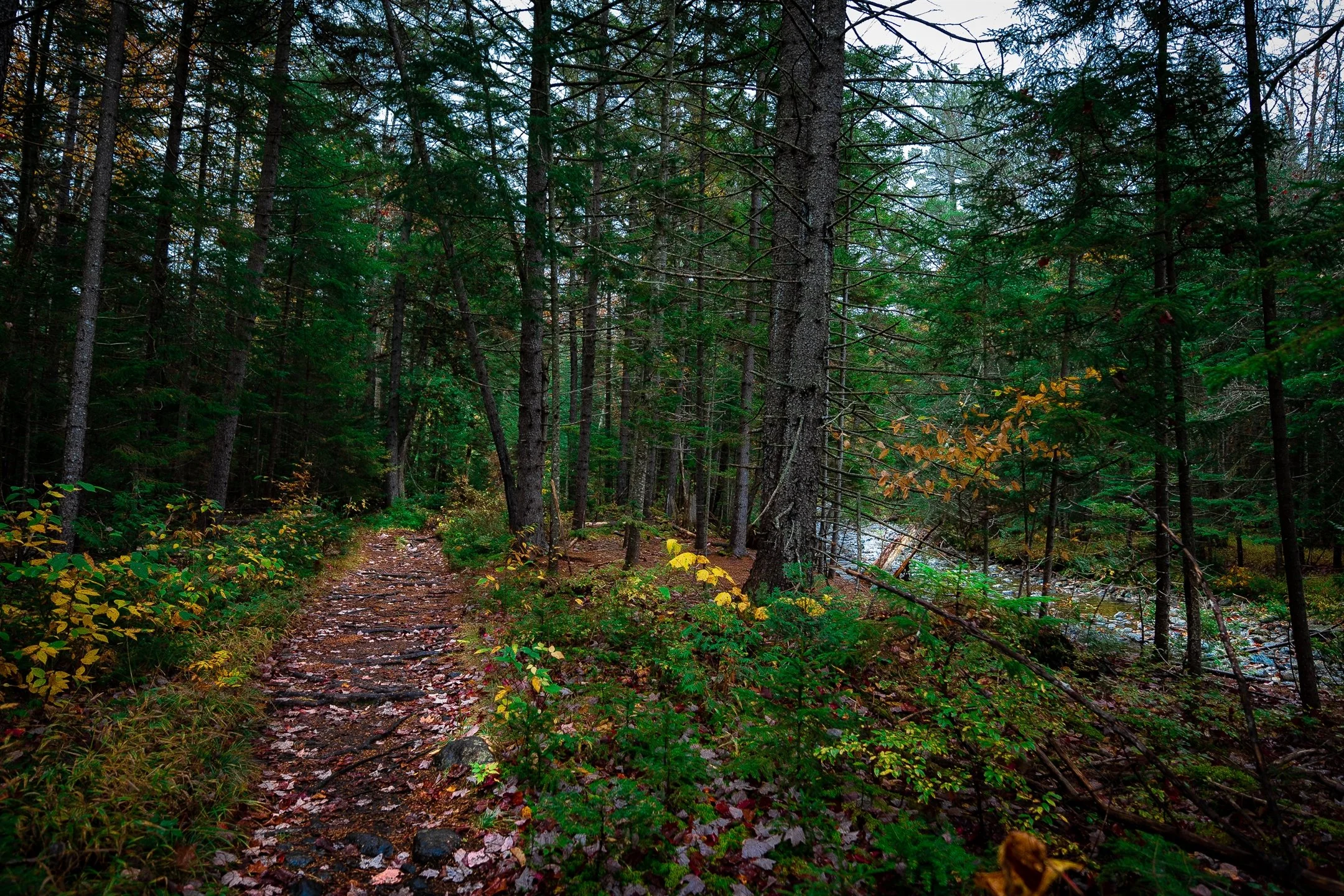 Forest pathway with fallen leaves, surrounded by trees and foliage, leading toward a small stream.