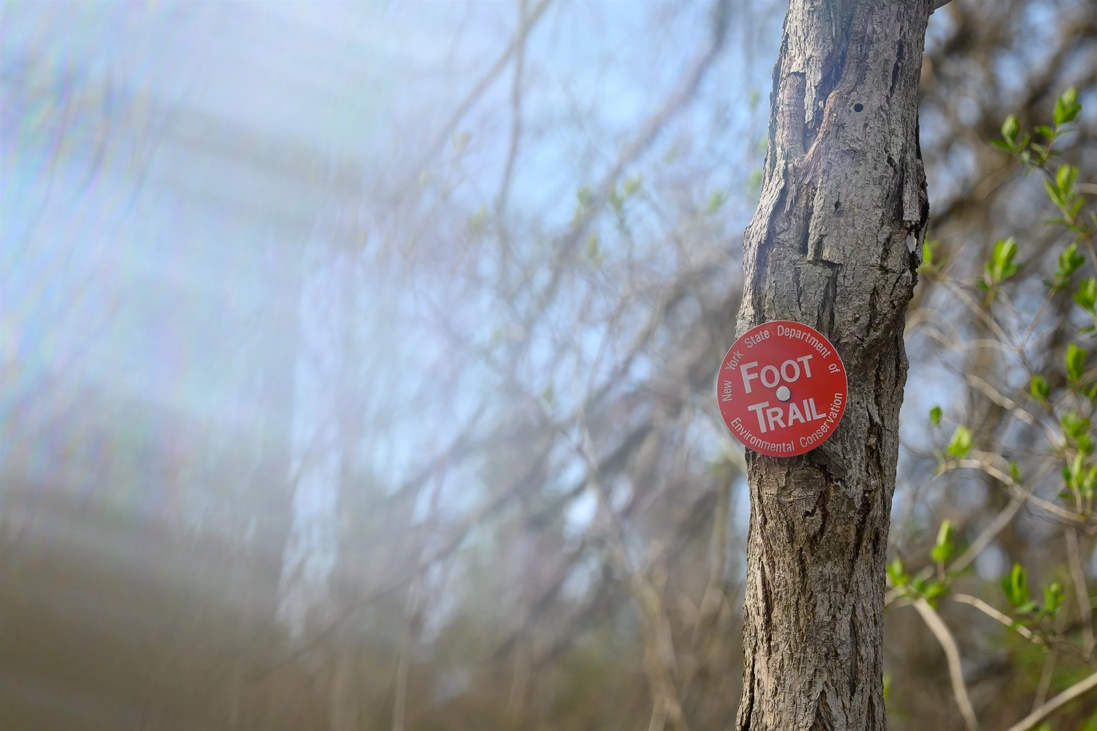 Tree with New York State Department of Environmental Conservation foot trail sign.