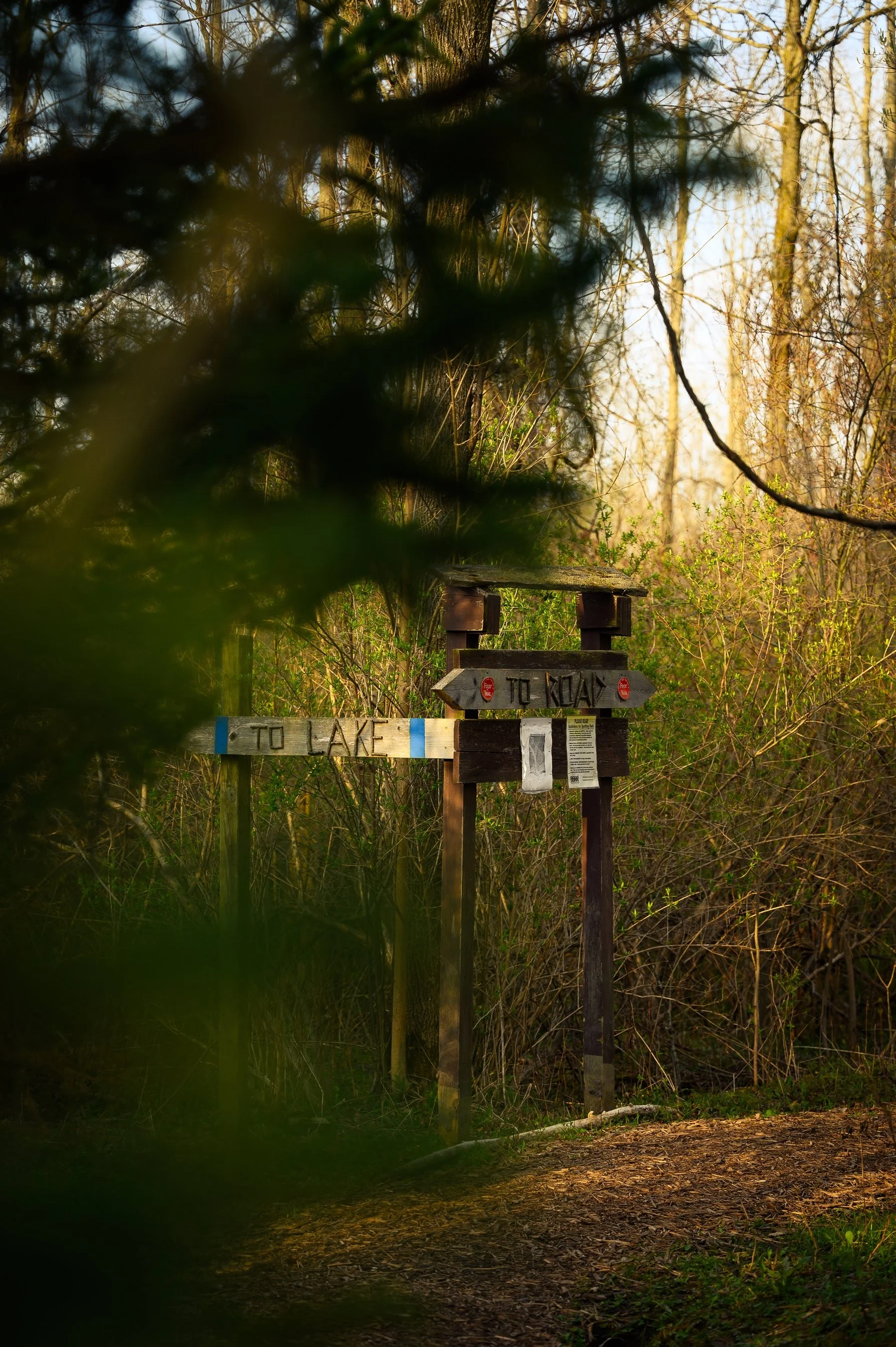 Wooden trail signpost in a forest with directions "To Lake" and "To Road," surrounded by trees and greenery.