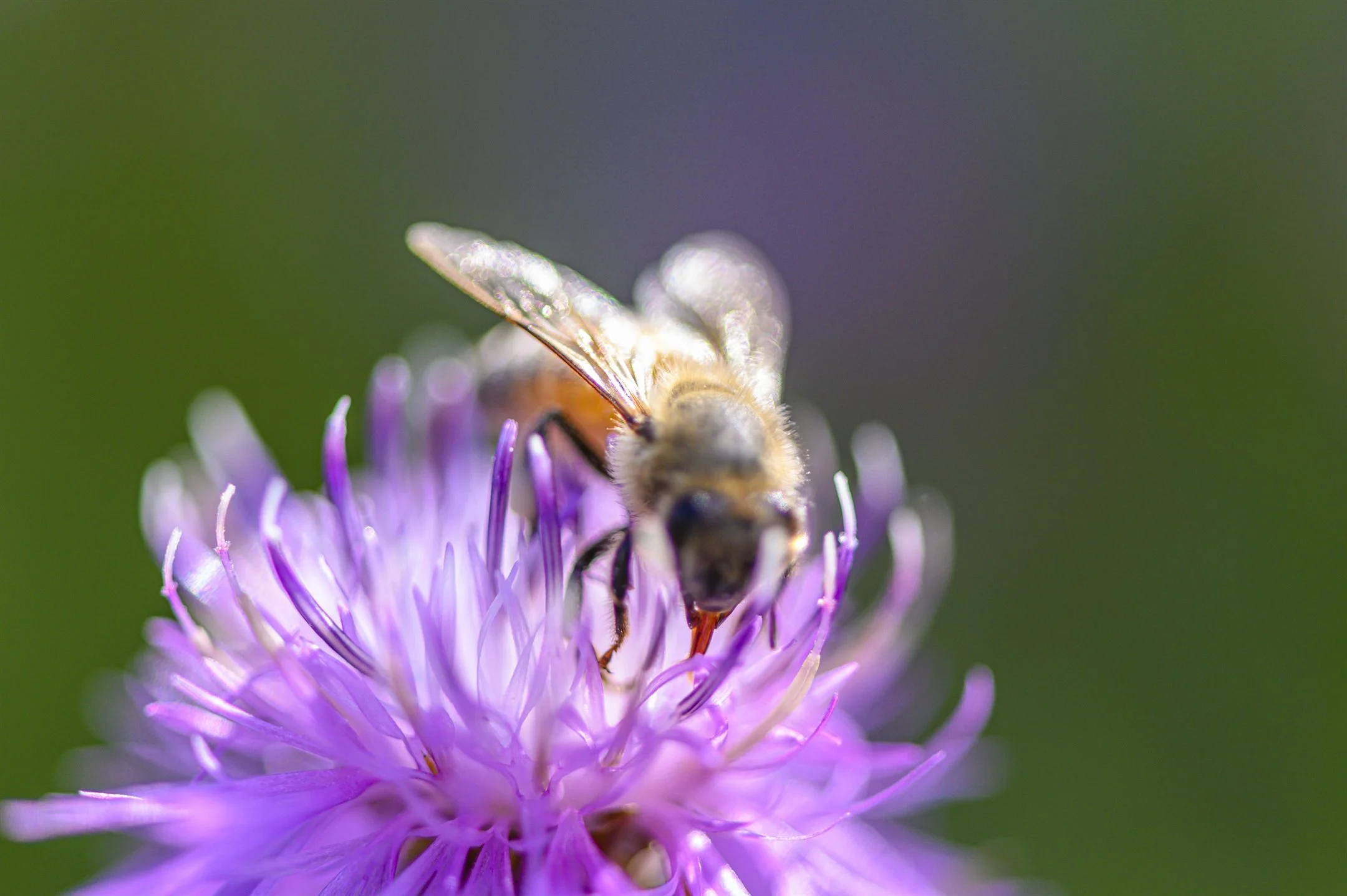 bee tongue_2160_1437.jpg