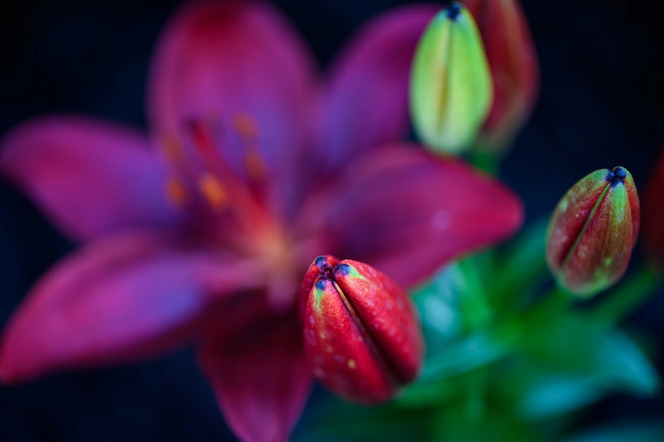 Close-up of red lily flower with unopened buds and blurred petals in the background.