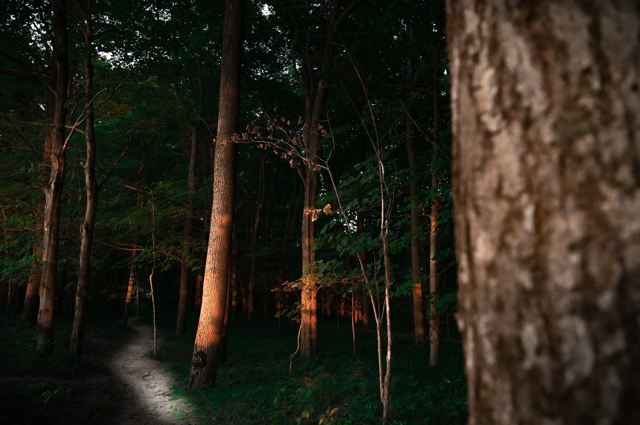 Forest path with sunlit trees and shadows at dusk.