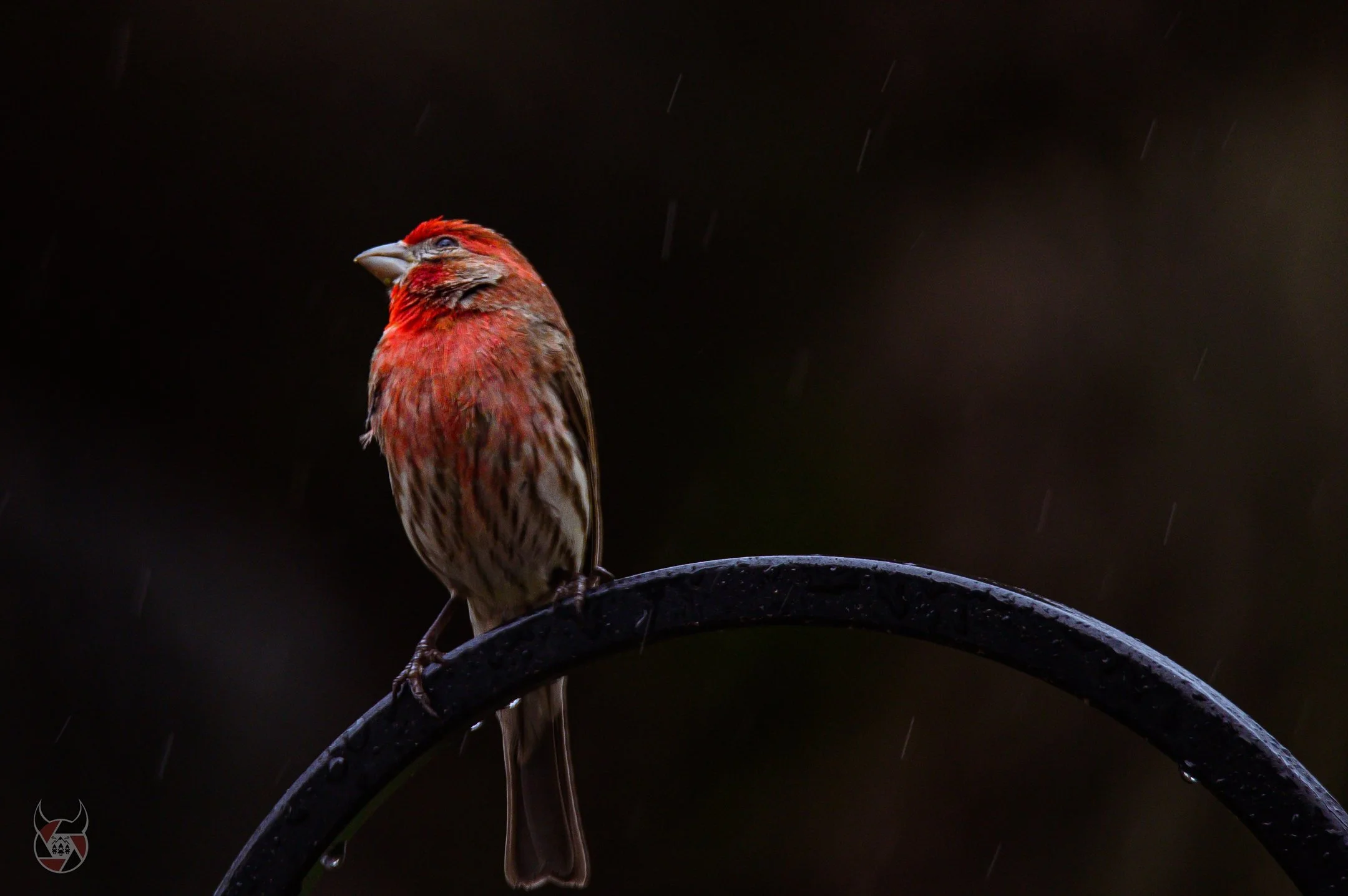 DSC_2338_2160_1436.jpg