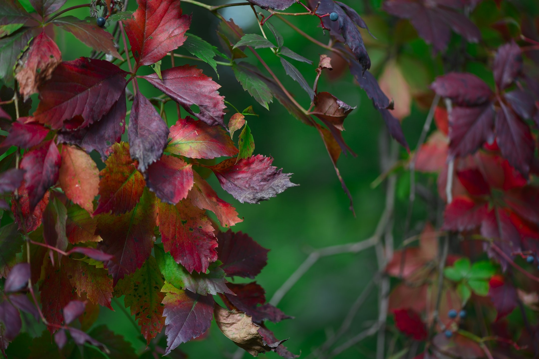 Vibrant red and green autumn leaves on a vine with a blurred green background.