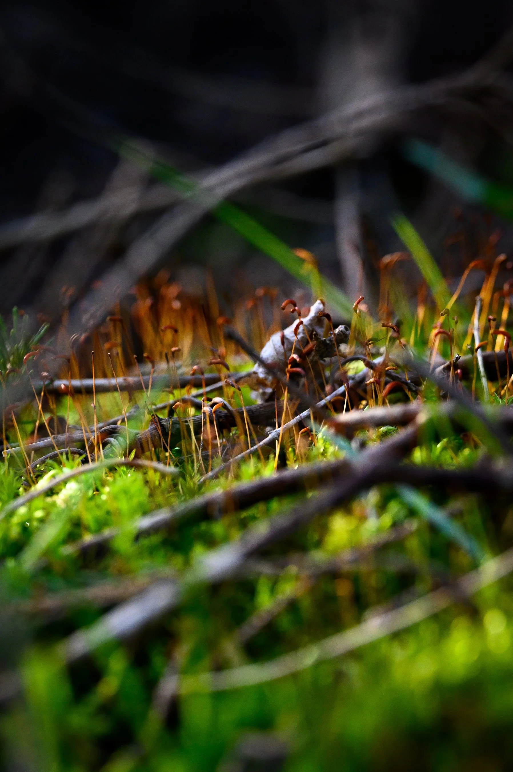 Close-up of forest floor with green moss, twigs, and brown moss sporophytes.