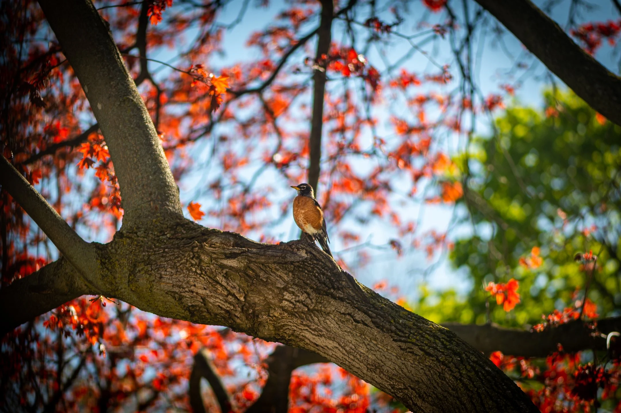A robin perched on a tree branch with vibrant red leaves in the background.