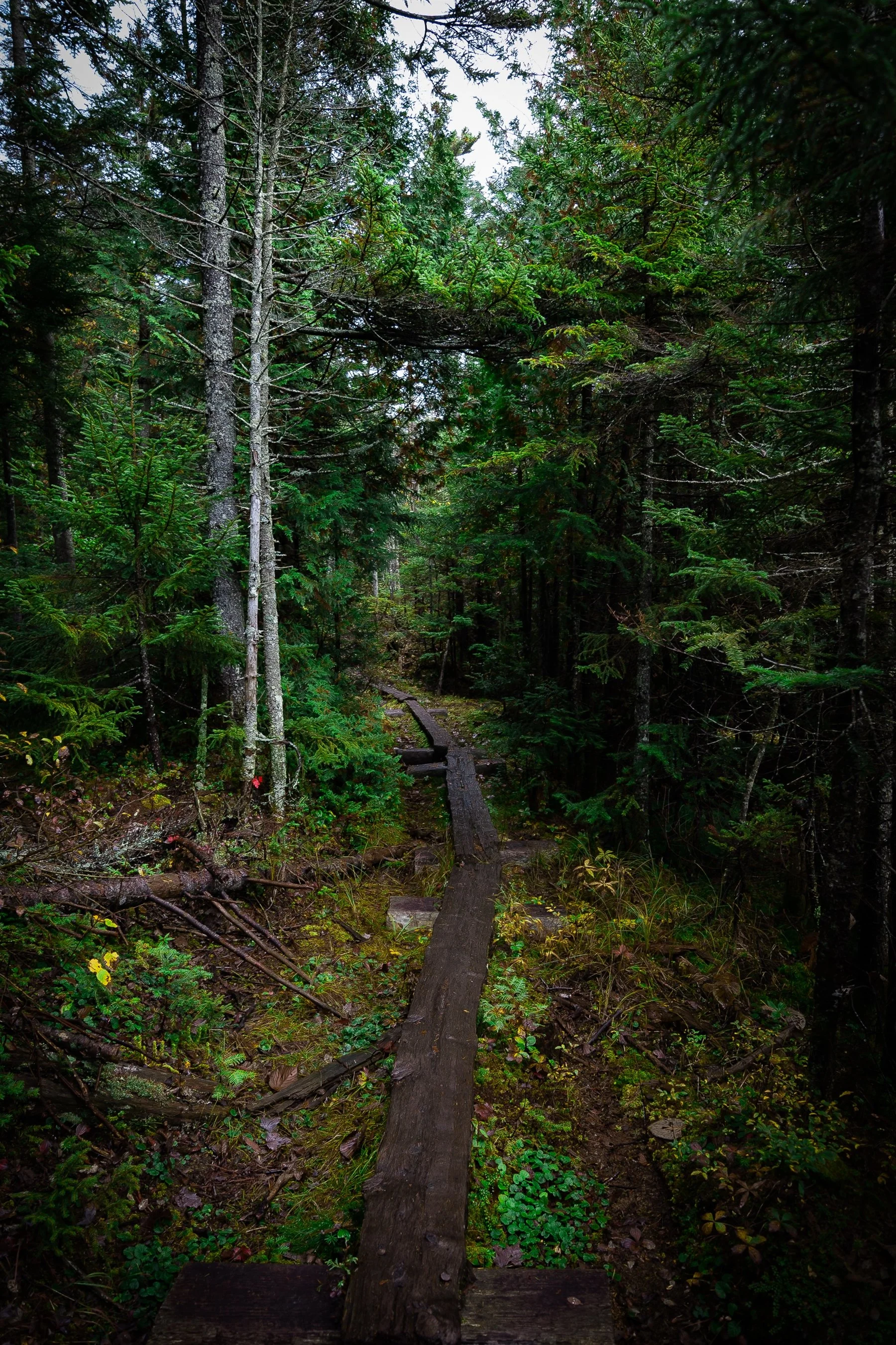 A wooden boardwalk through a dense forest with lush green foliage.