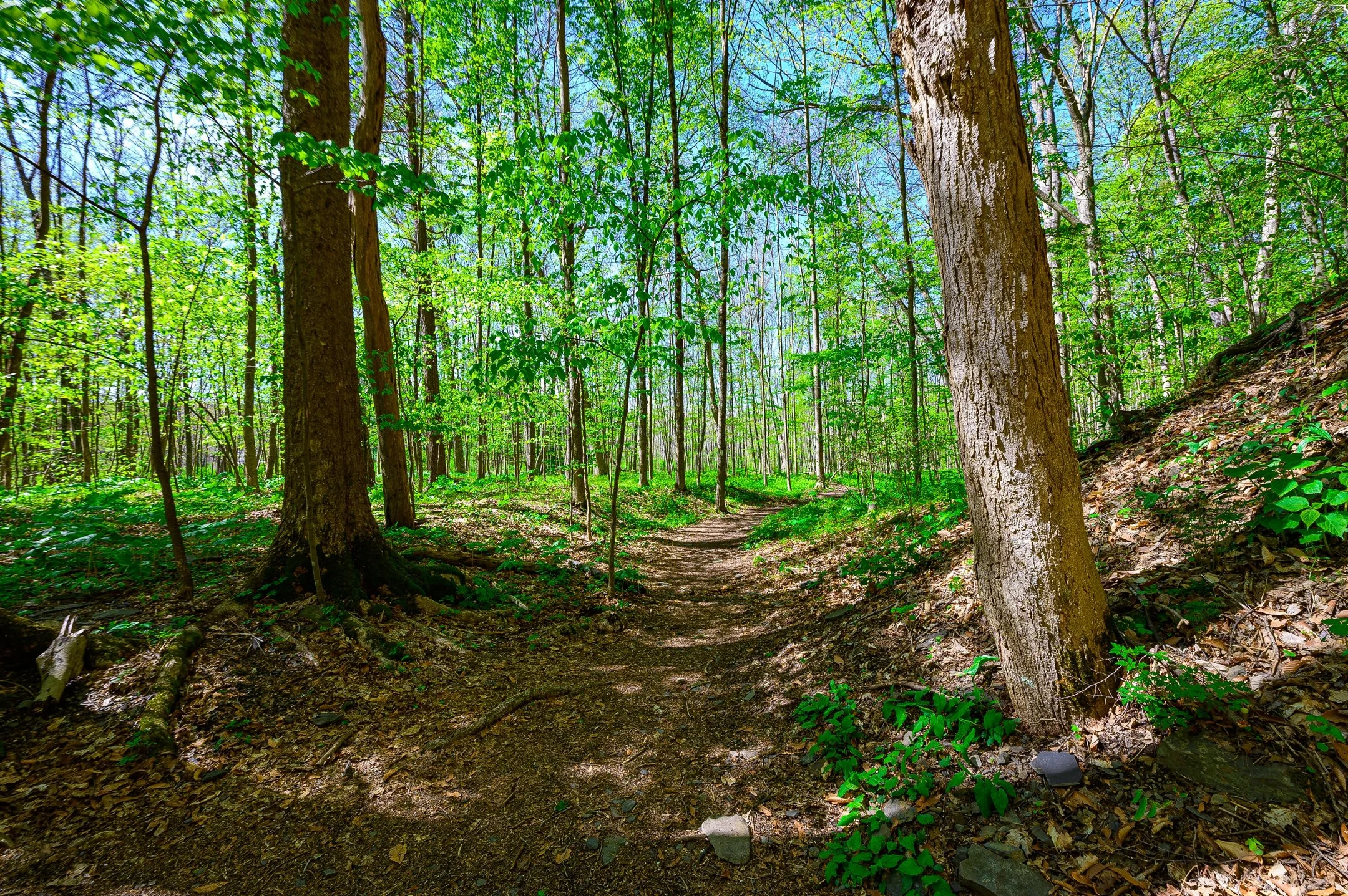 Forest path with tall trees and green foliage