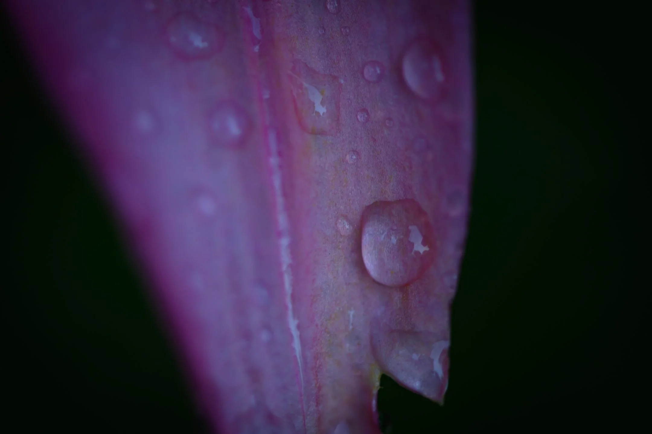 Close-up of a pink petal with water droplets