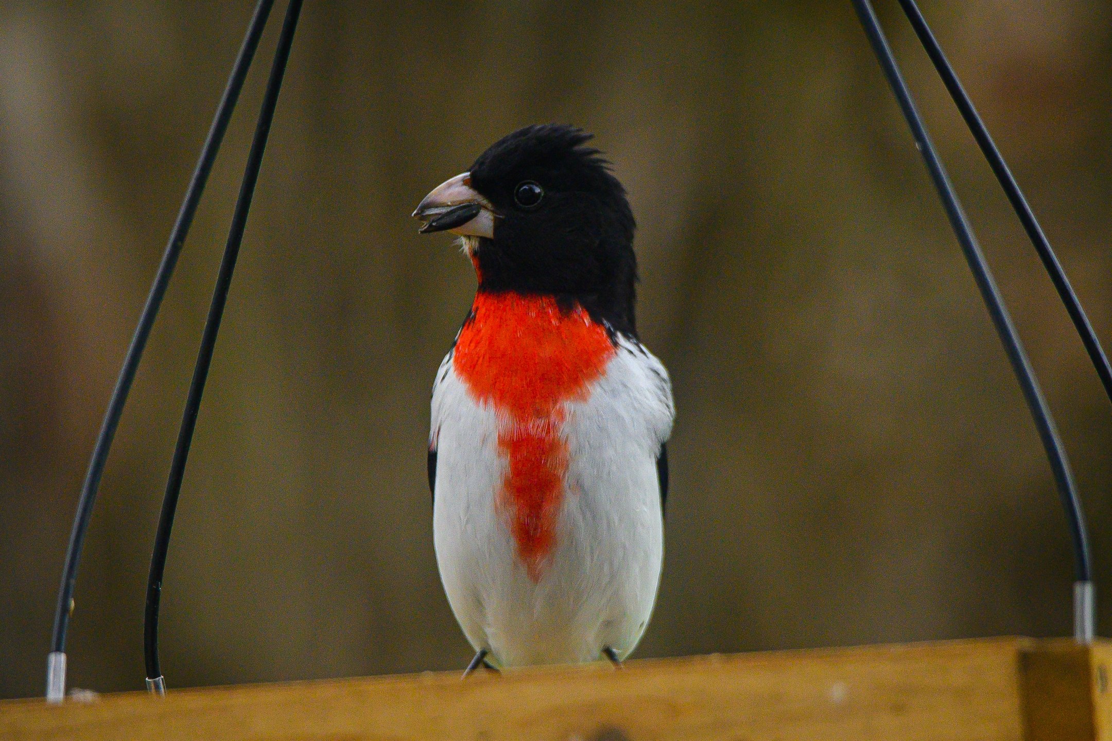 Z62_3549_2160_1440.jpg