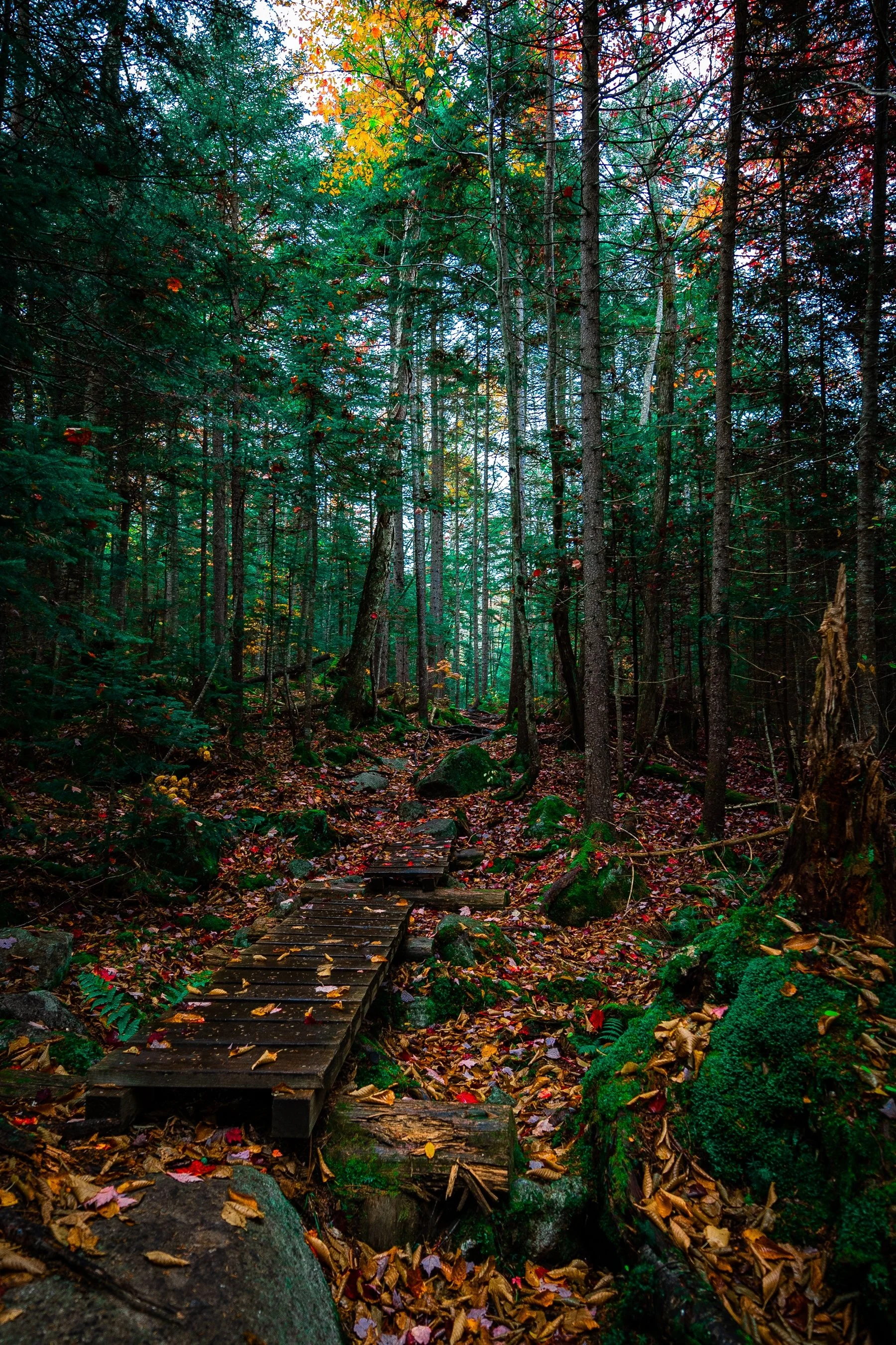 Wooden path through a dense forest with autumn leaves on the ground.