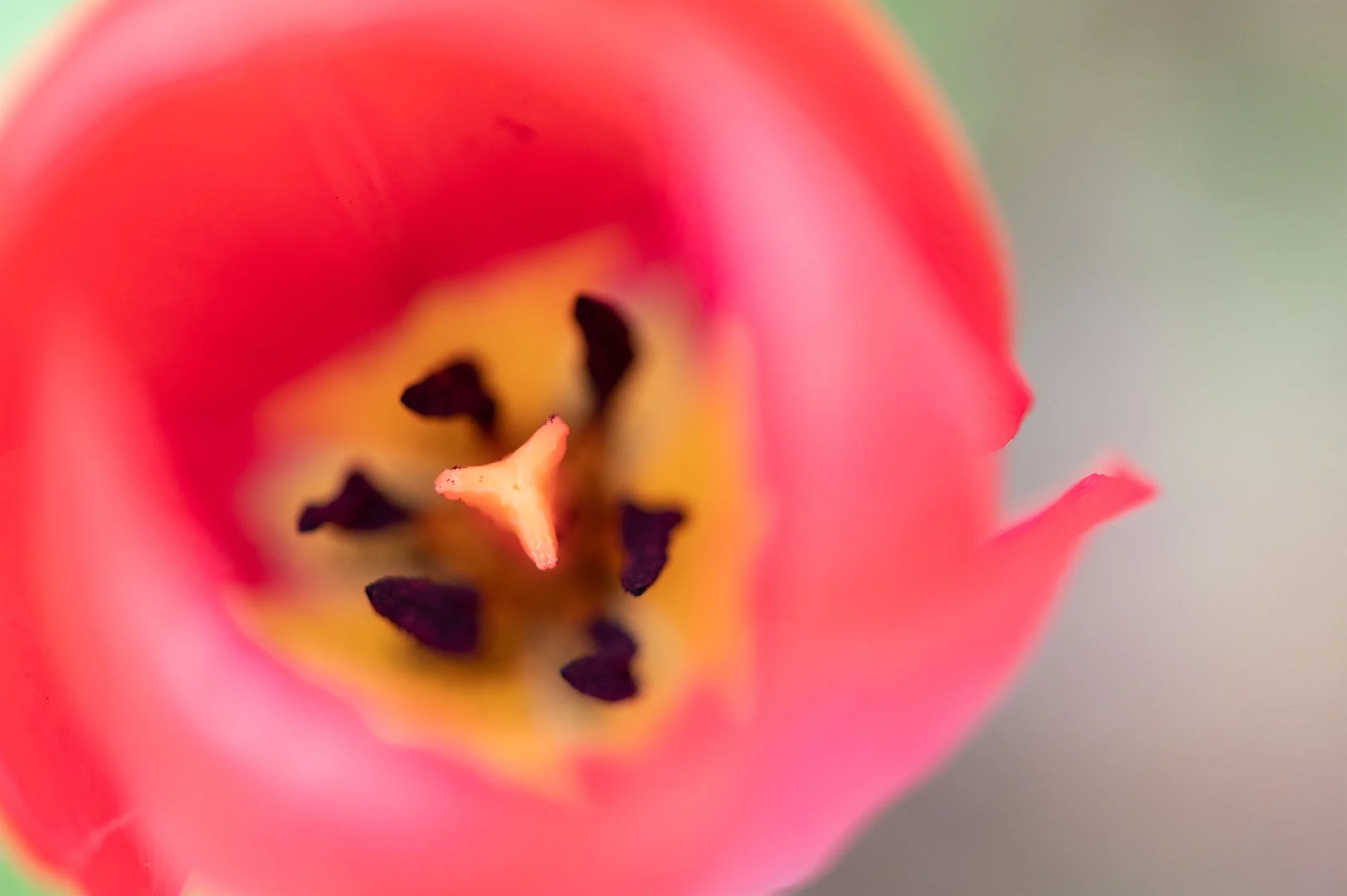 Close-up of a red tulip's interior, showing the stamen and pistil.