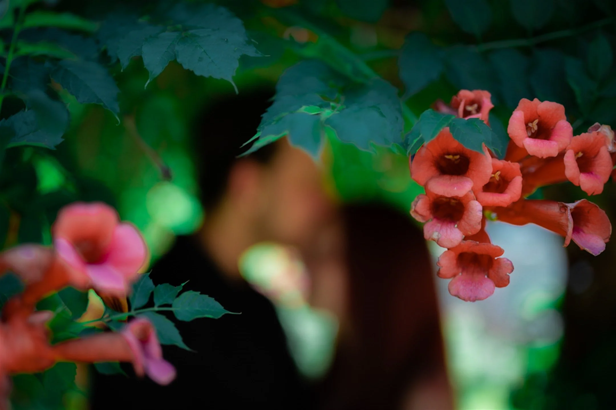 Blurred couple behind trumpet vine flowers