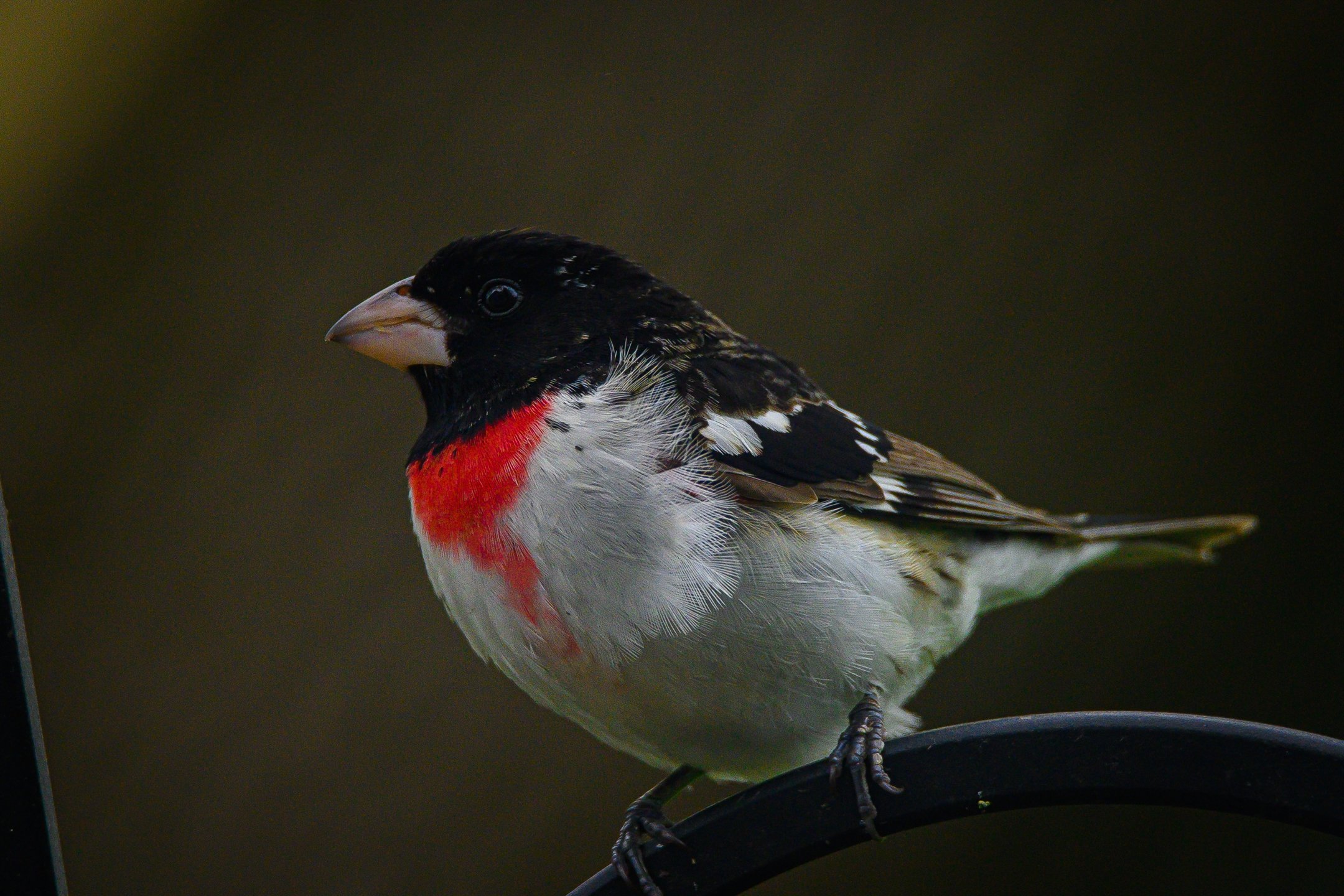 Z62_3585_2160_1440.jpg