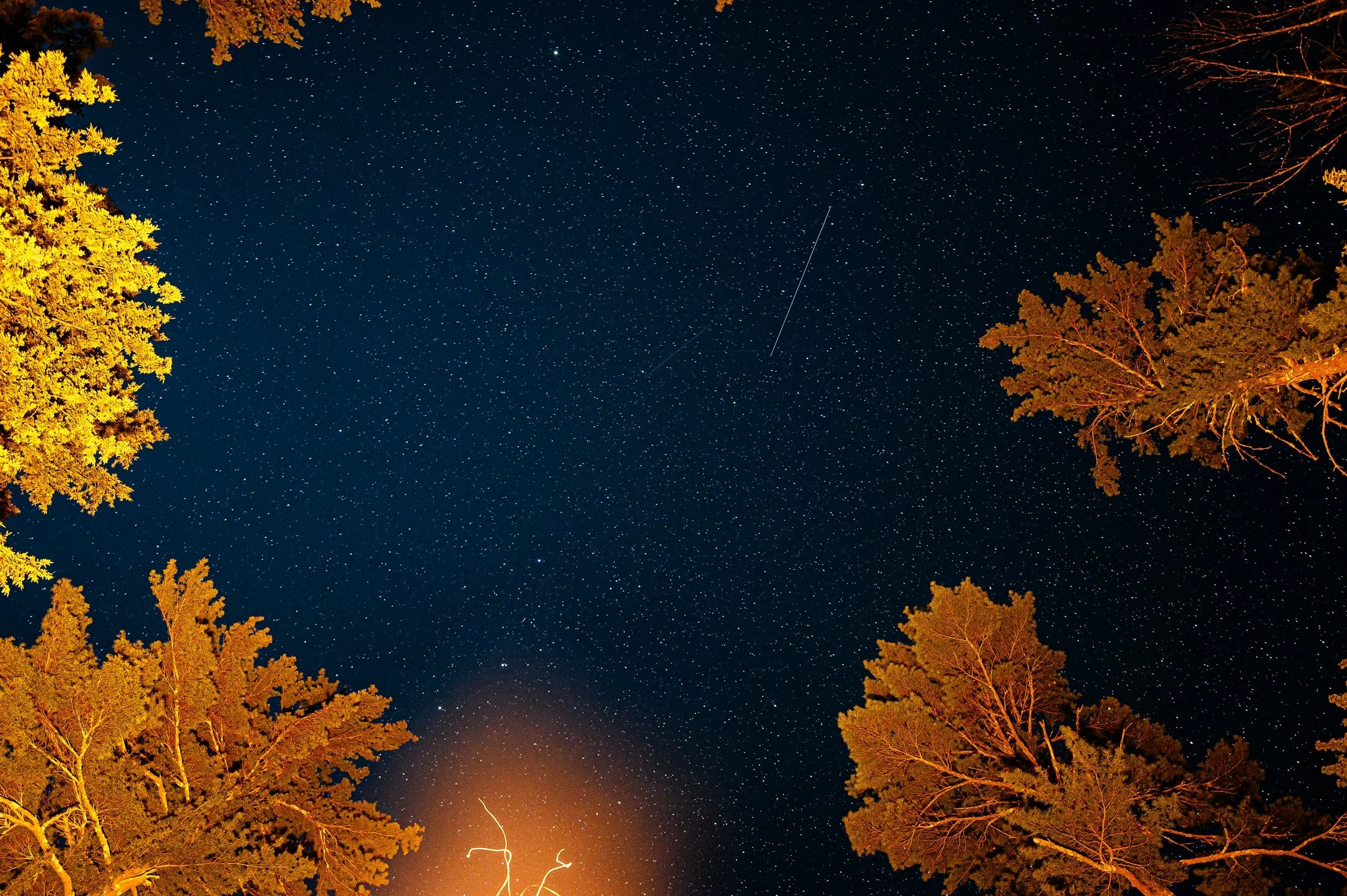 Starry night sky with tree silhouettes and a meteor streak.