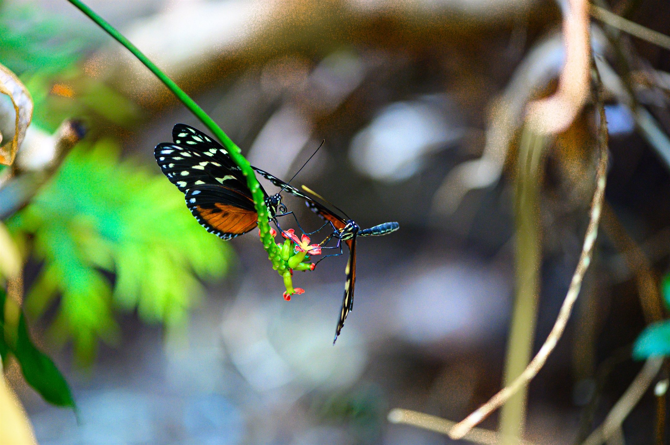 DSC_8427_2160_1437.jpg