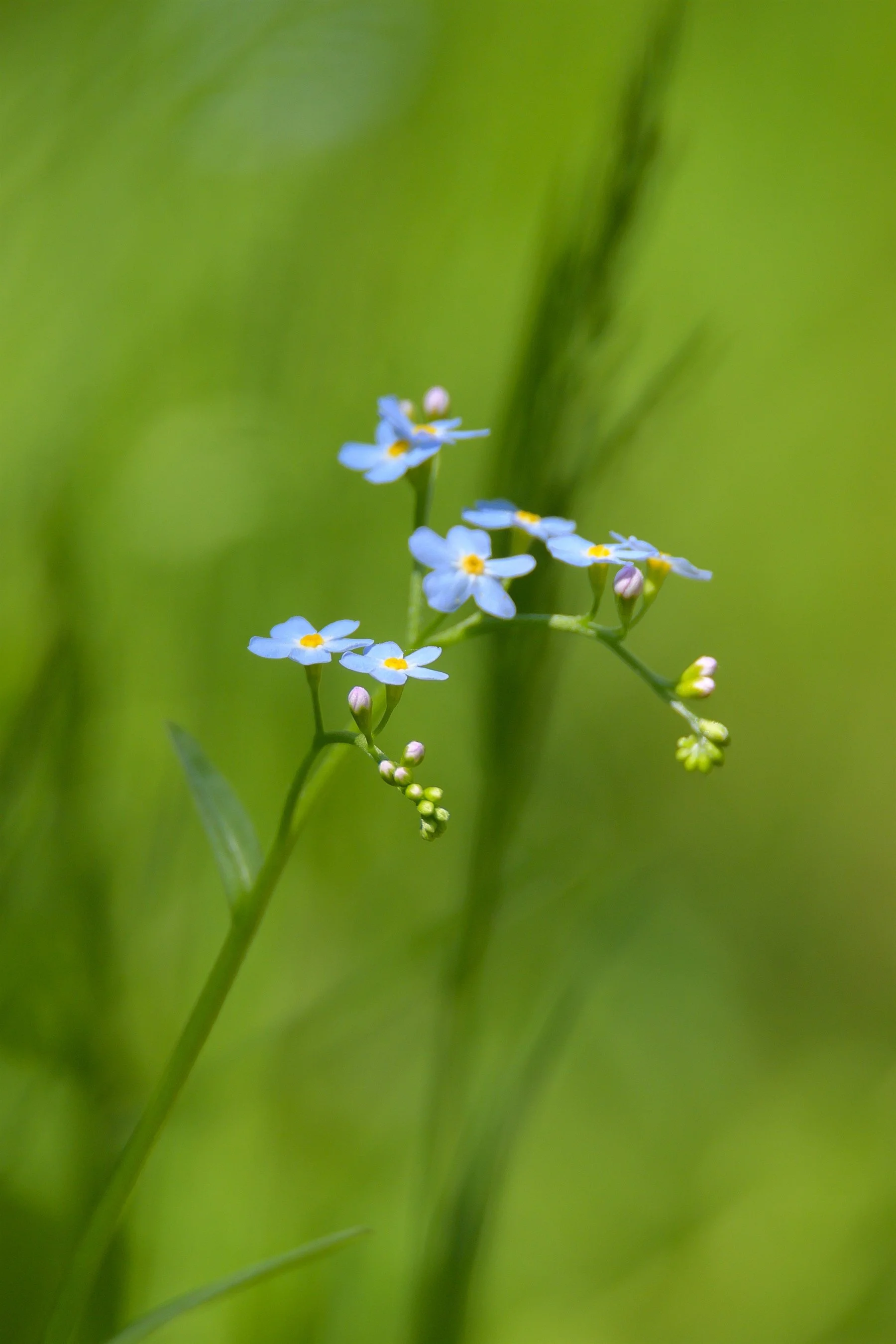 Close-up of delicate blue forget-me-not flowers against a blurred green background.