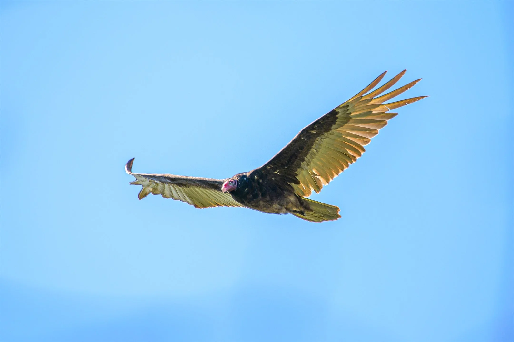 Z62_8358_2160_1437.jpg