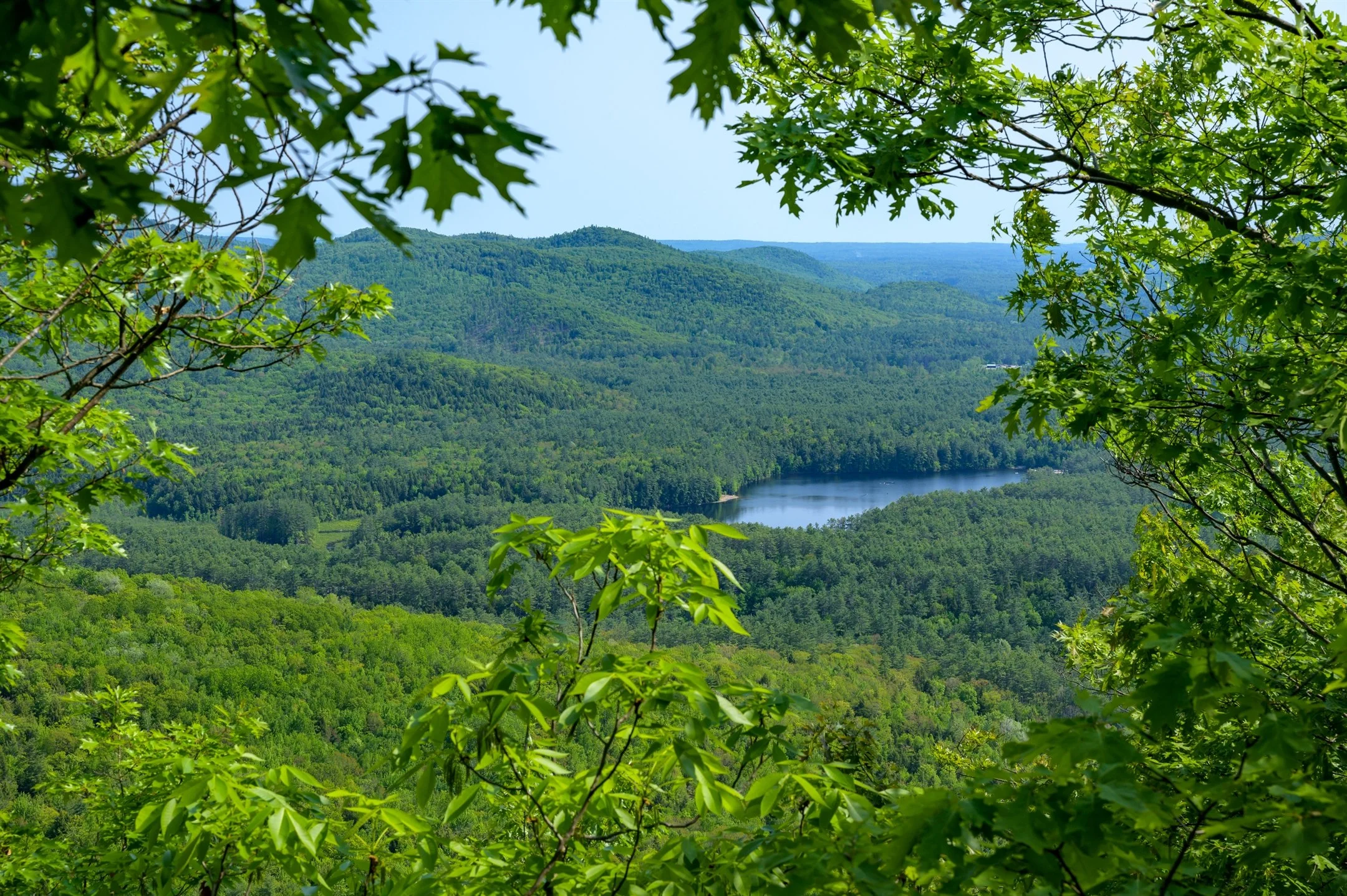 Lush green forest landscape with a distant view of a tranquil lake, framed by vibrant green leaves in the foreground.