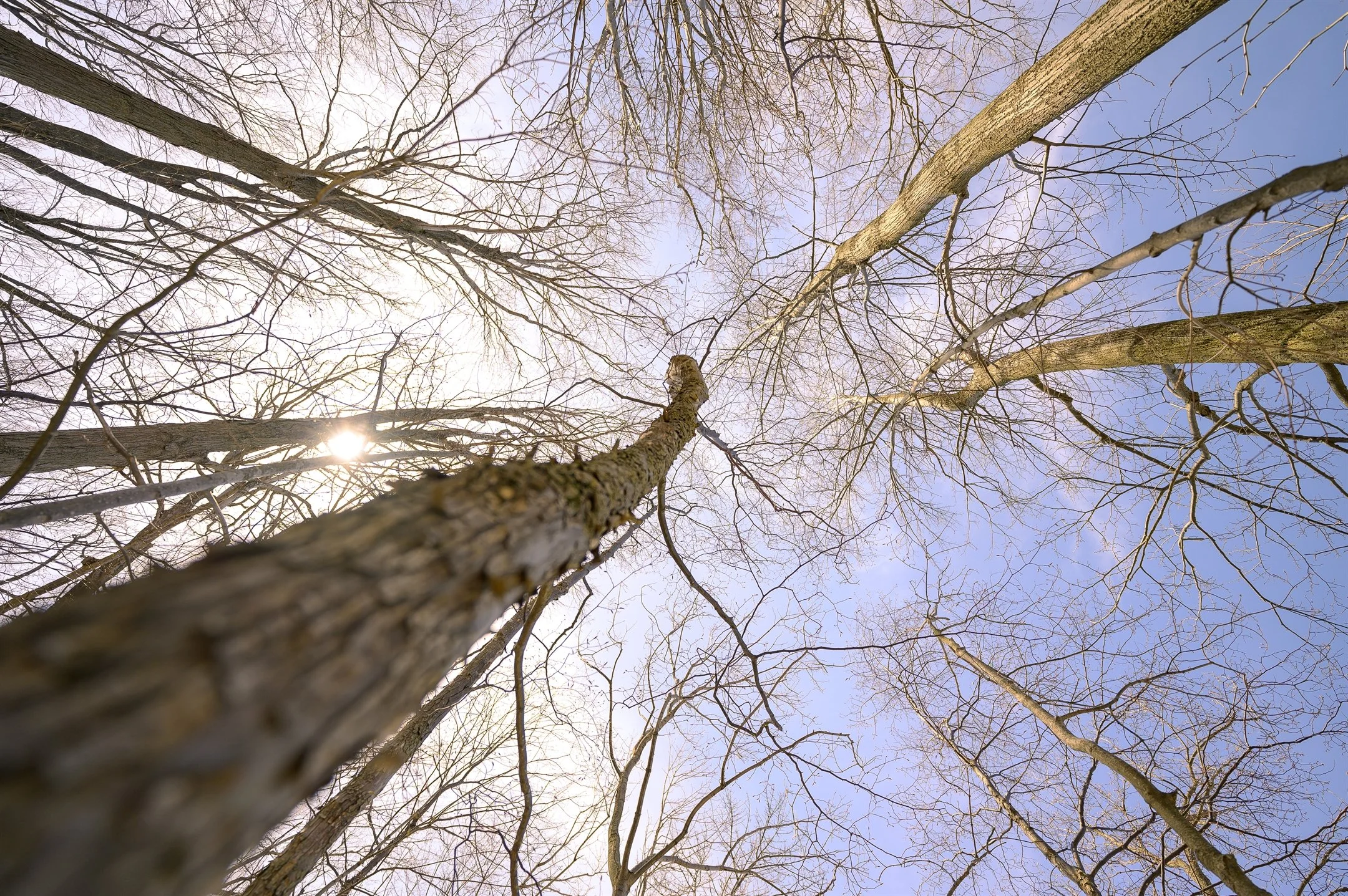 Looking up at the sky through bare tree branches during winter with sunlight filtering through.