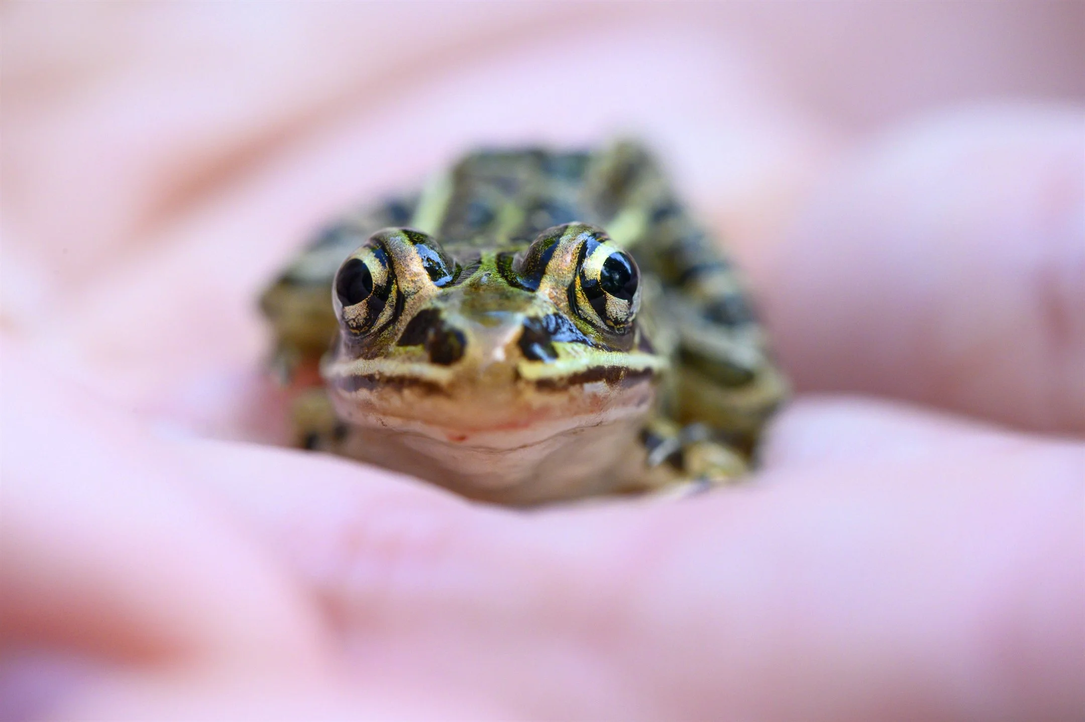 froggyface_2160_1437.jpg