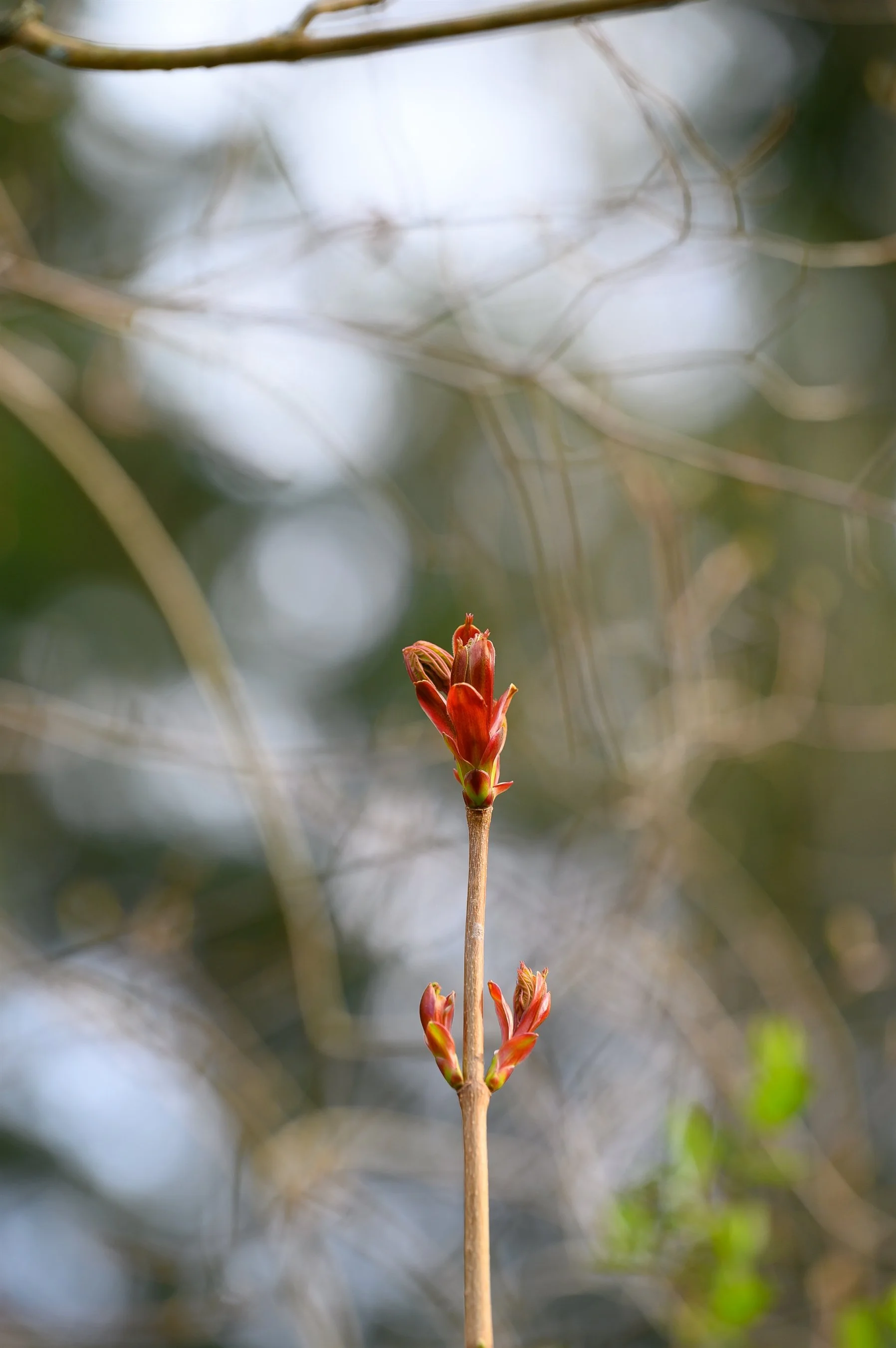 Close-up of a budding plant with red buds against a blurred natural background.