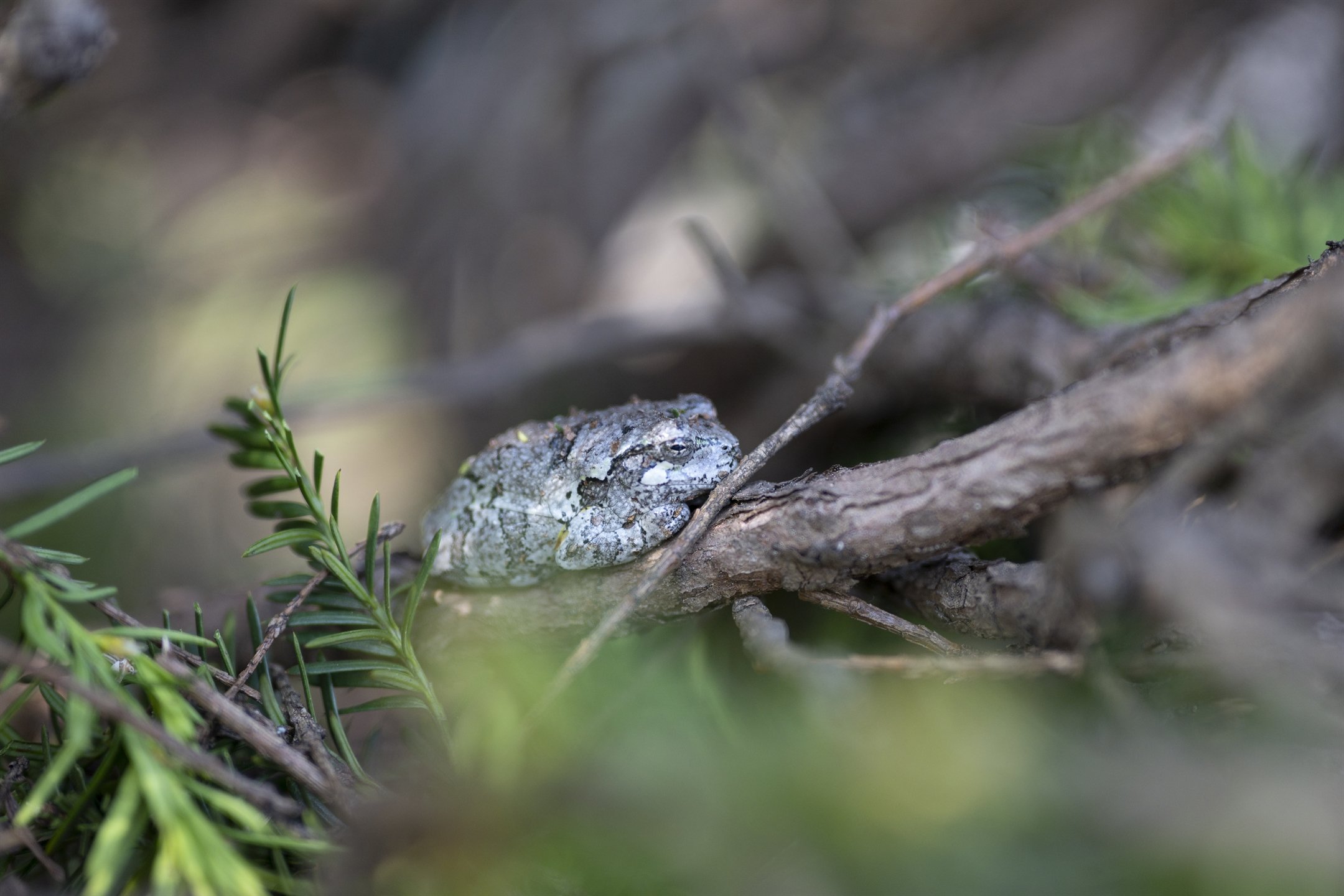 frog super res_2160_1440.jpg